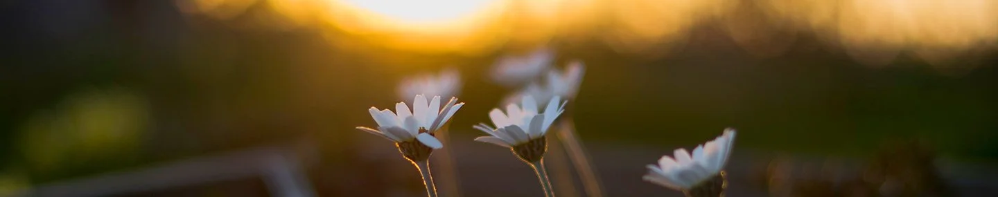 The Indwelling Christ