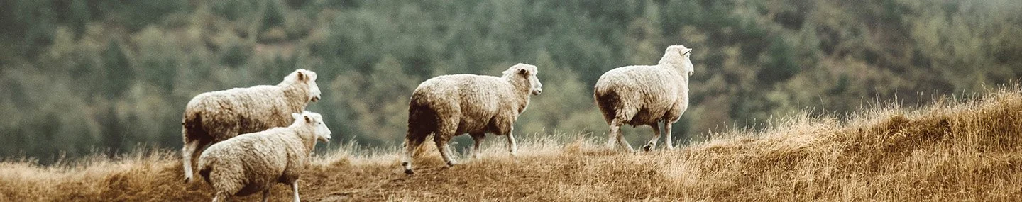 Hearing Christ, Not Chaos