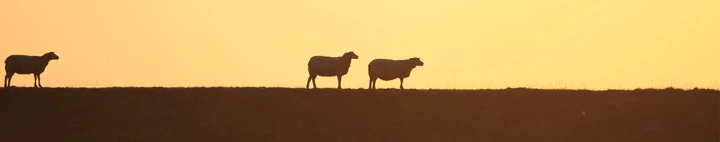 God’s Sure Pursuit