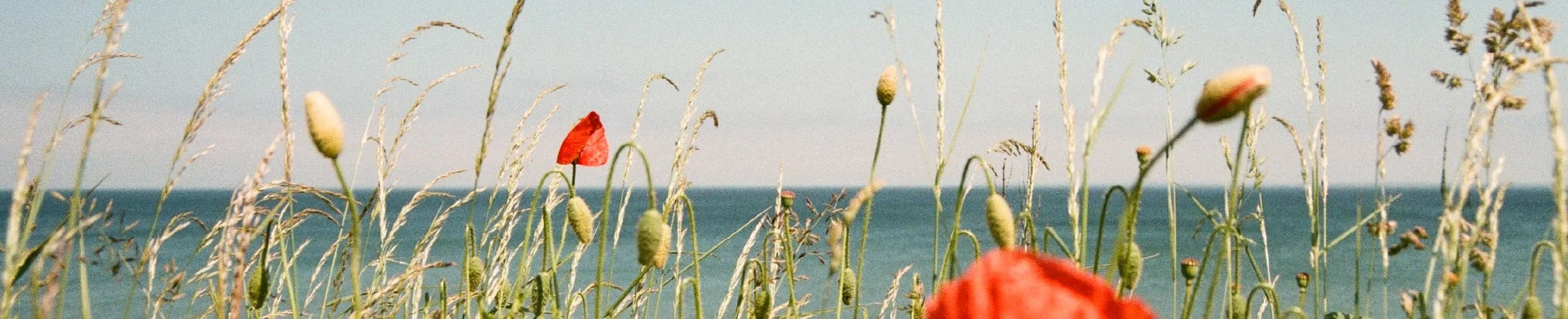 Not Grumbling Against God