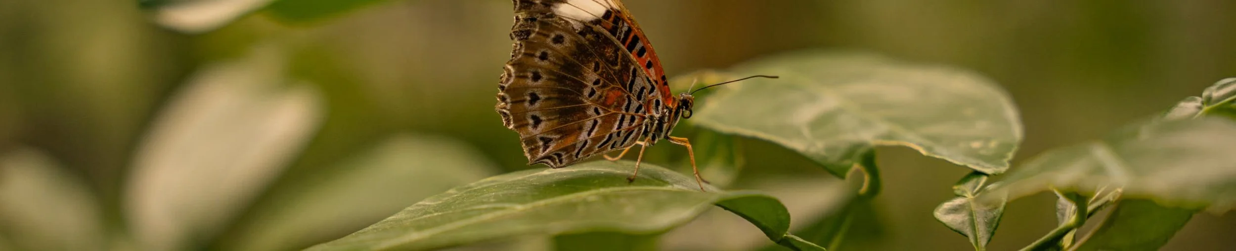 Strength from Struggle