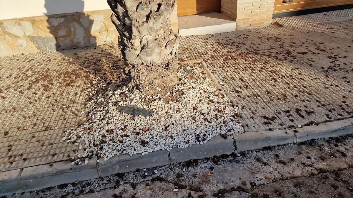 The invasion of dates on the sidewalks due to the lack of pruning increases the unrest in Orihuela Costa,The fruits remain unpicked on the coastal palm trees and fall to the ground causing slips, falls and stains, and the neighbors demand immediate a