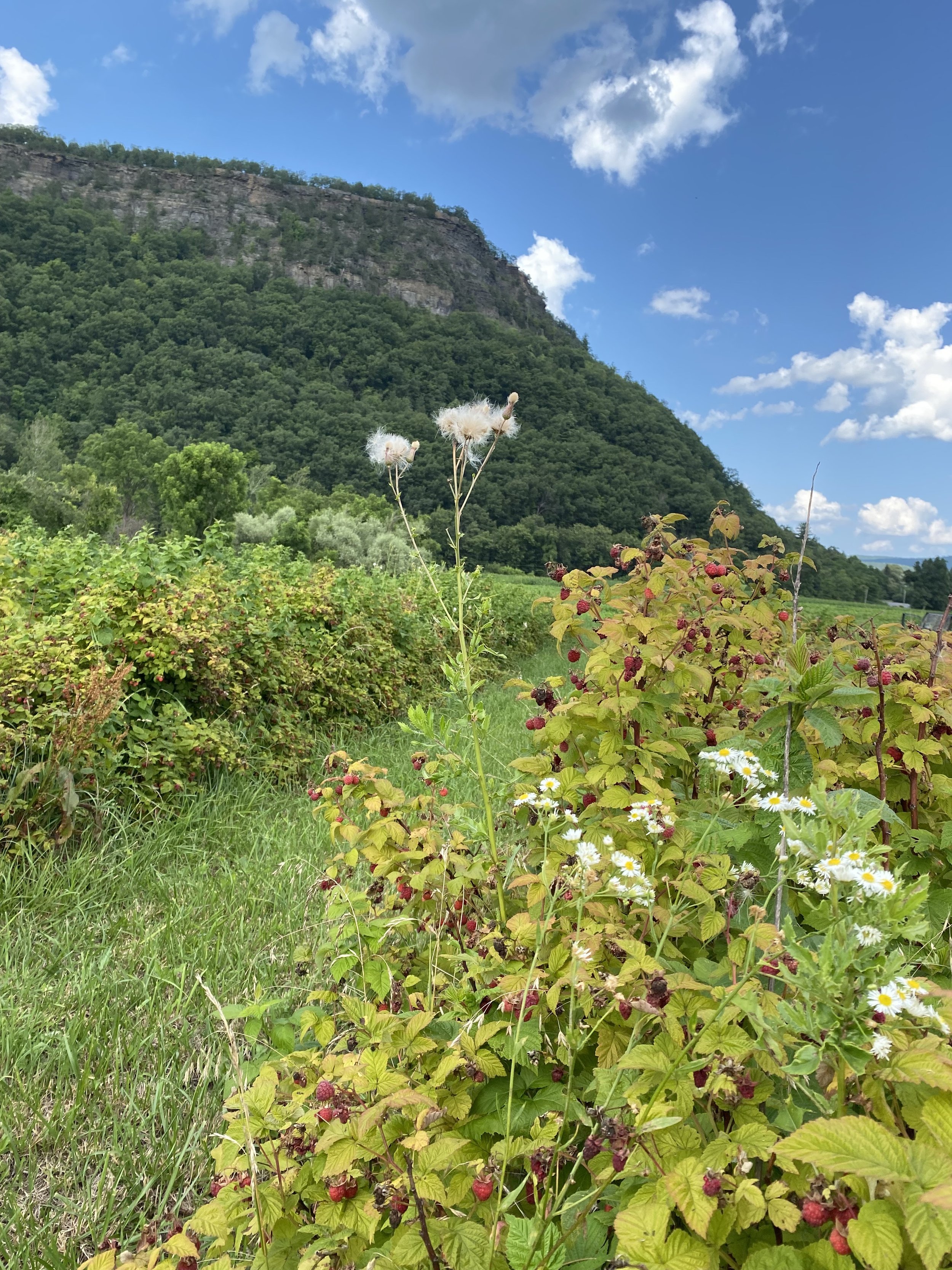 Raspberry bushes at IOTSI’TSÍSON (SKYWOMAN’S) FOREVER FARM. Photo by me.