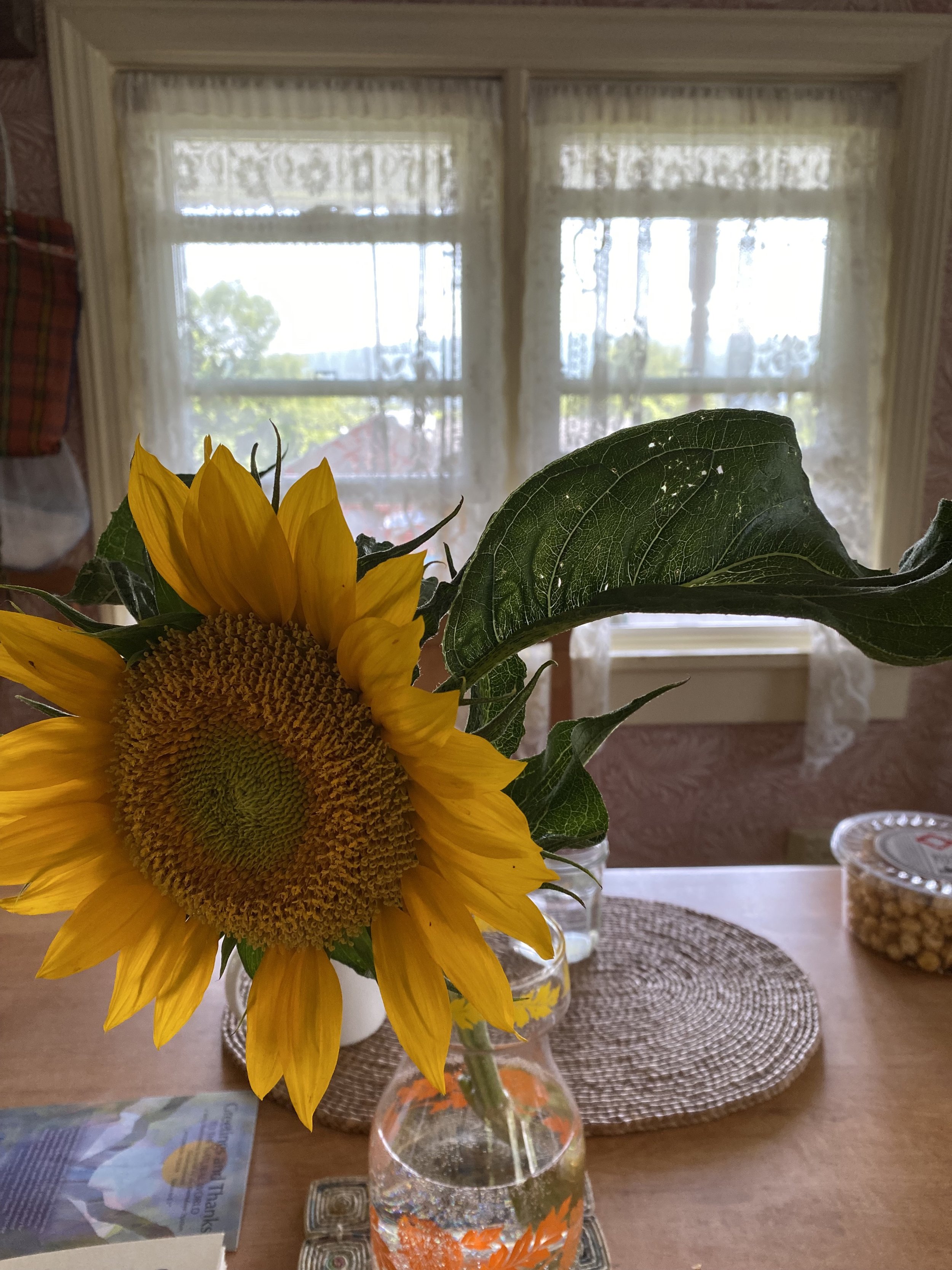 Sunflower and view from the farmhouse. Photo by me.