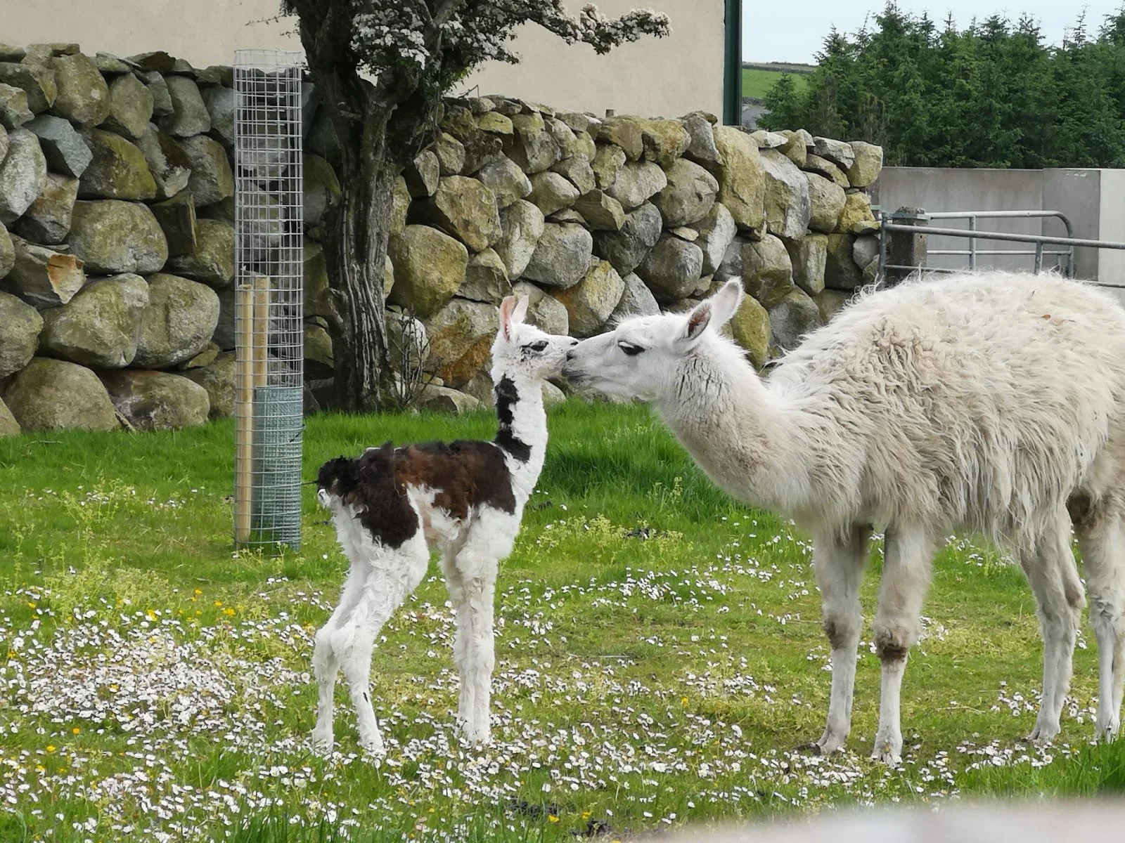 WhatsApp Image 2022-06-05 at 6.47.41 PM-min.jpeg