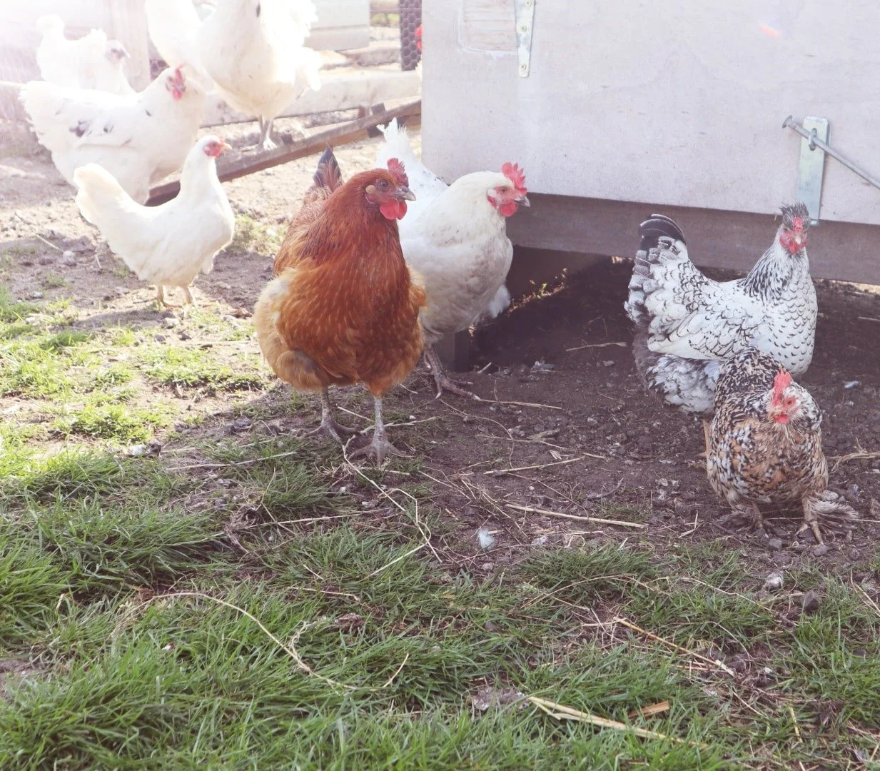 20220429111930_IMG_2665_edit_4723443086778-min (1).jpg