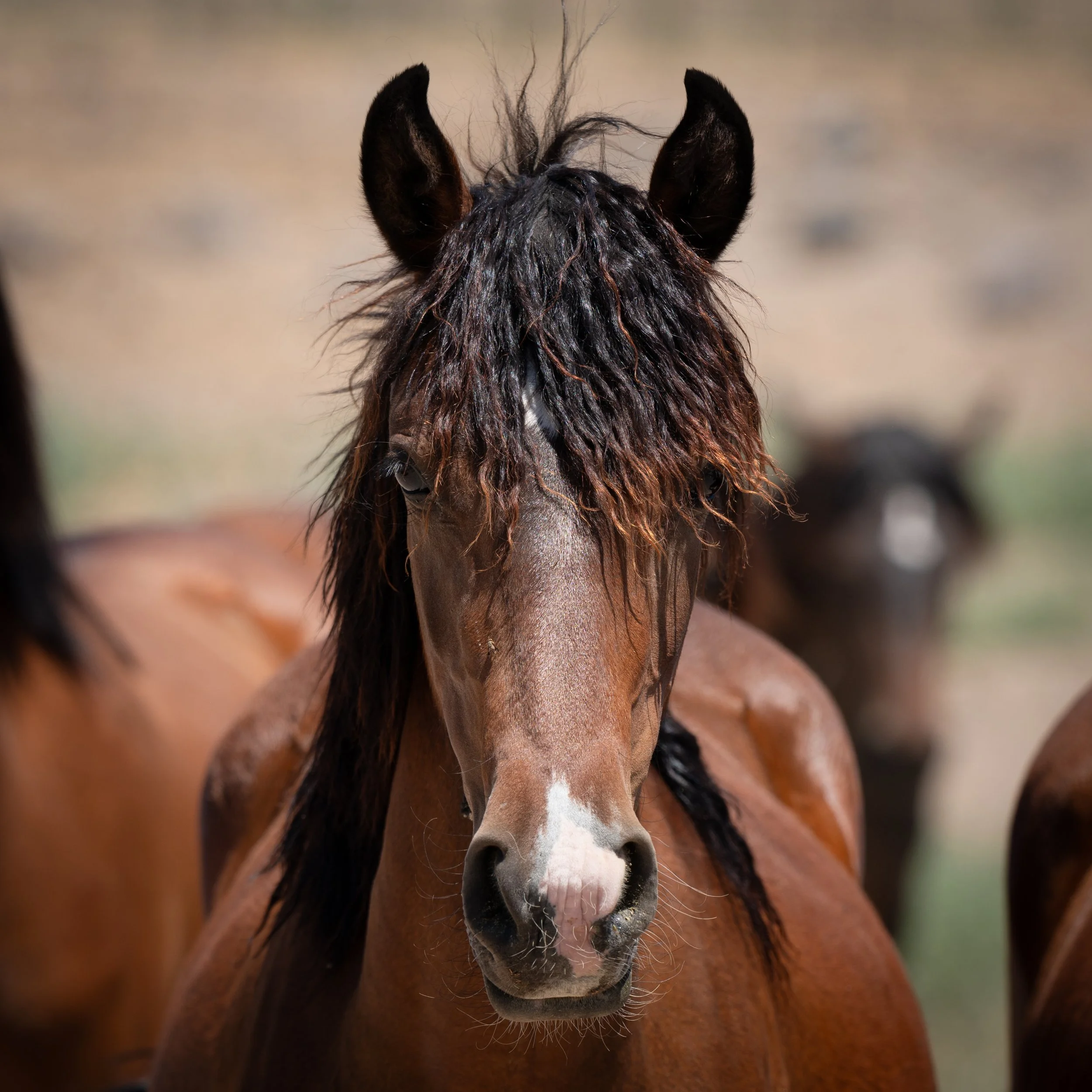 We visited Litchfield Mustang Holding Facility