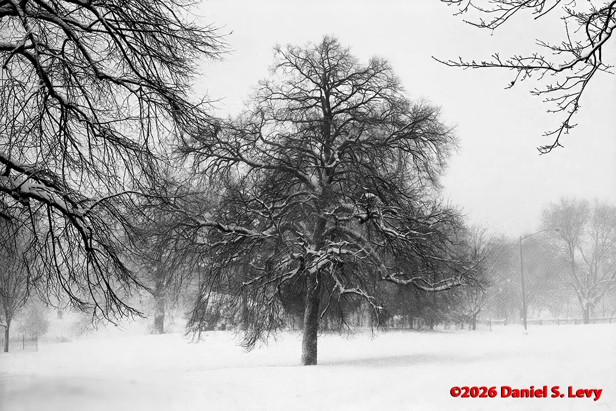 Propect Park, New York, 2000