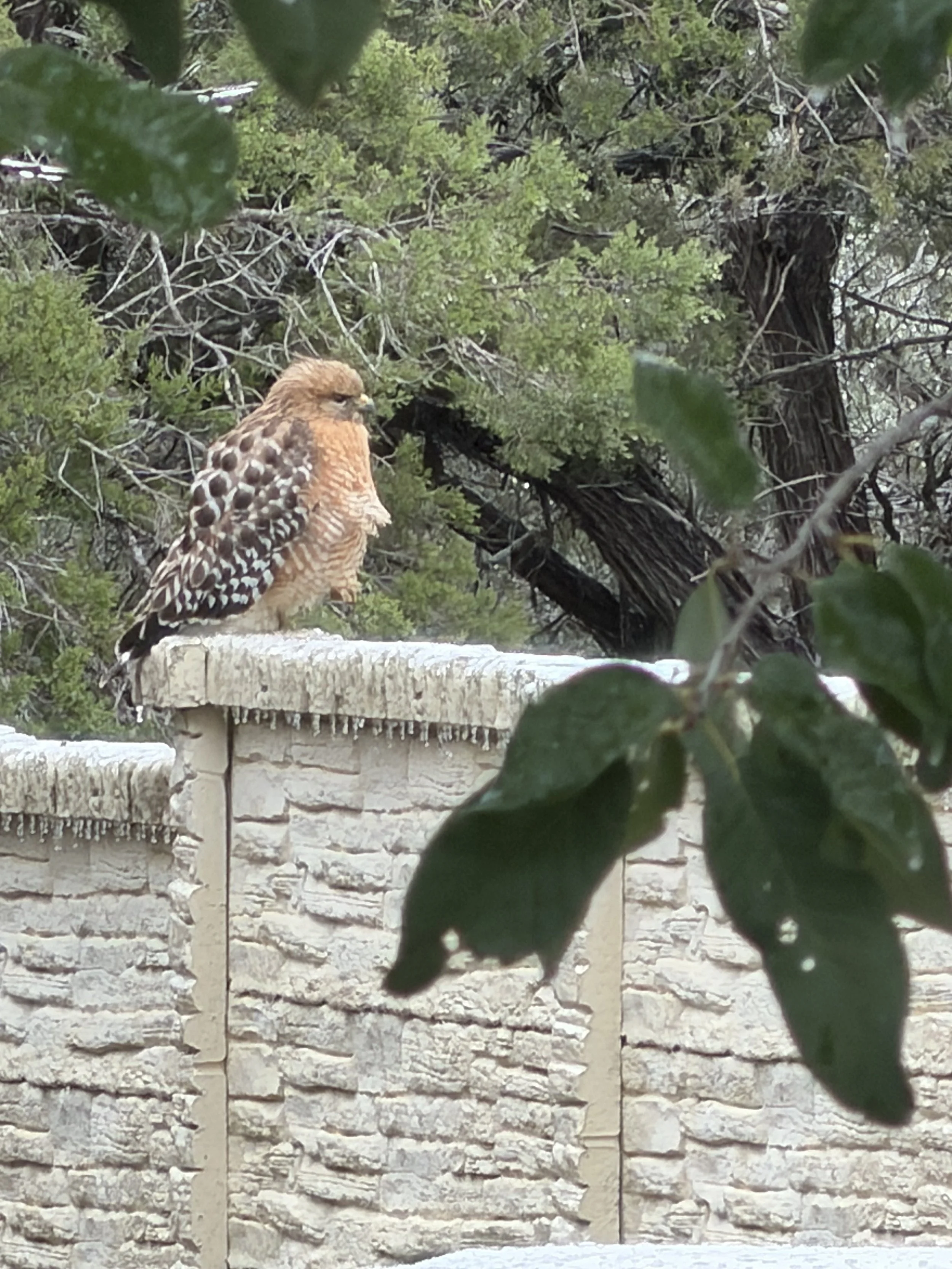 Cool Crest (Metzger Biergarten)