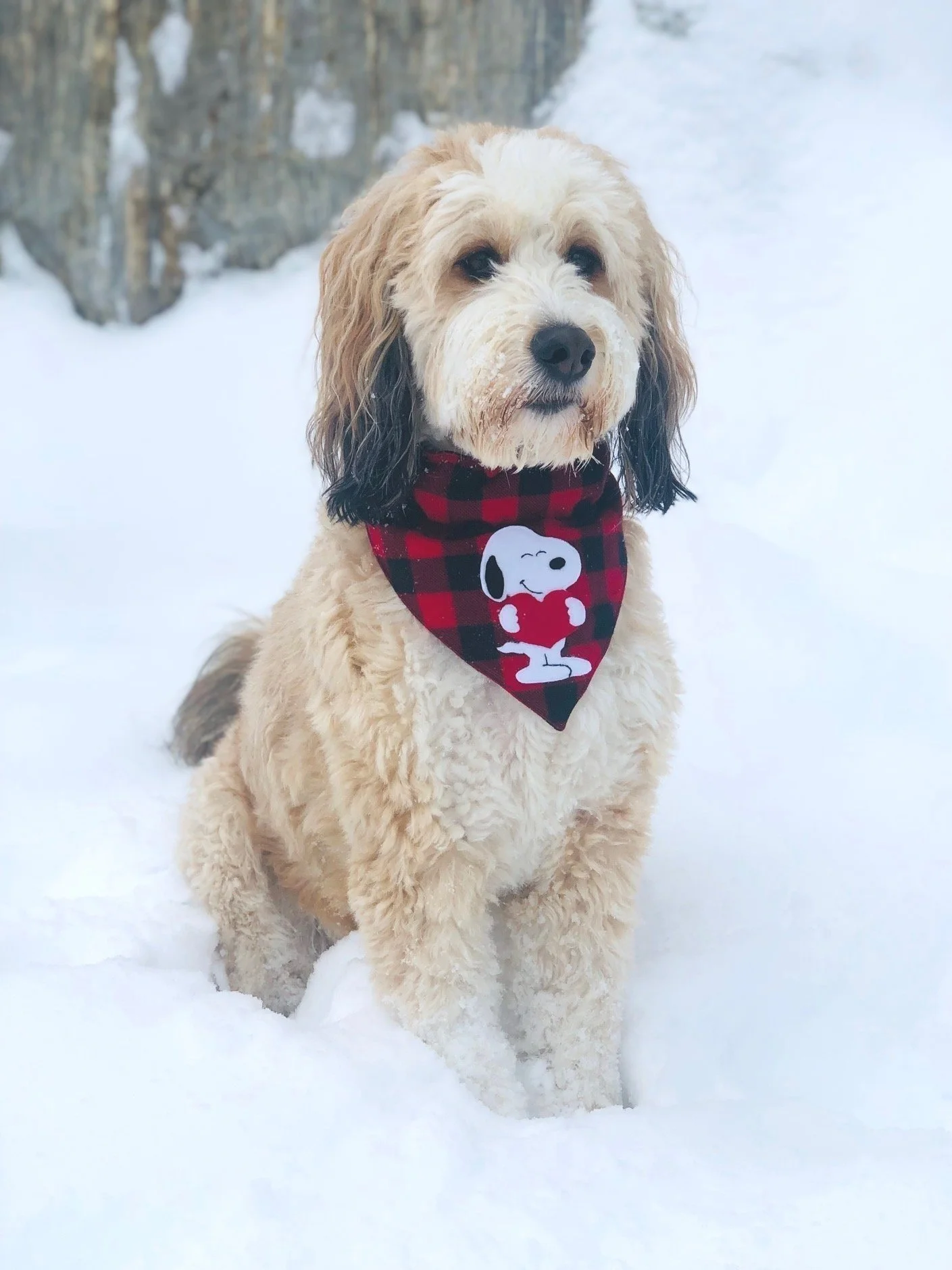 Snoopy%252BBandana%252BMocha.jpg