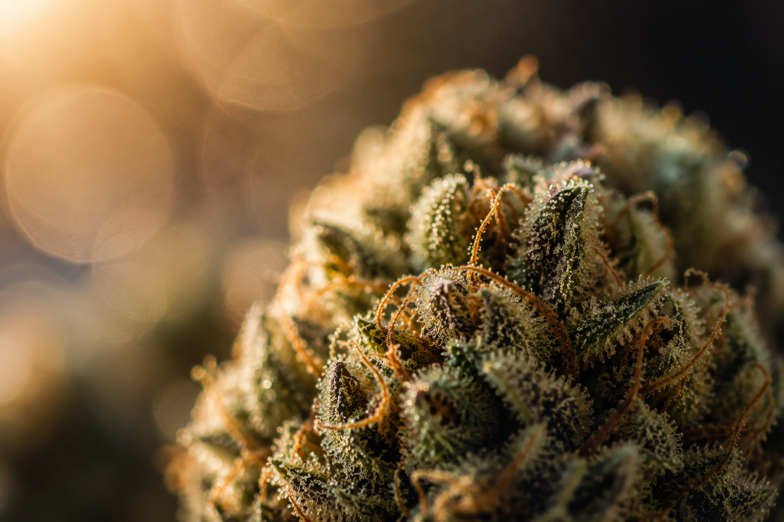 close-up cannabis image
