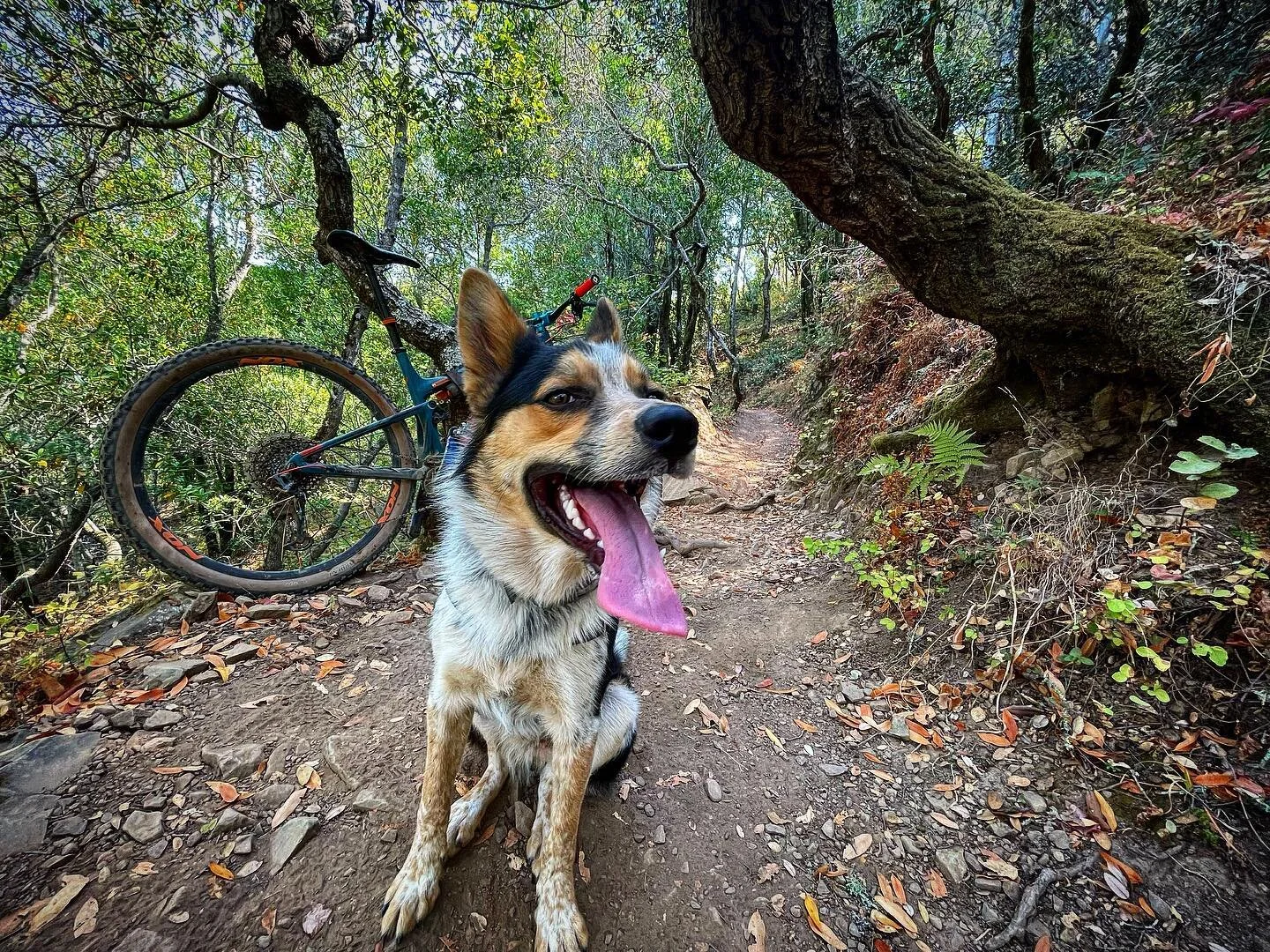 New kid on the block ! Rory def getting w the program #cattledog #cattledogsofinstagram #traildog #traildogsofinstagram #mtbdog #dogtraining