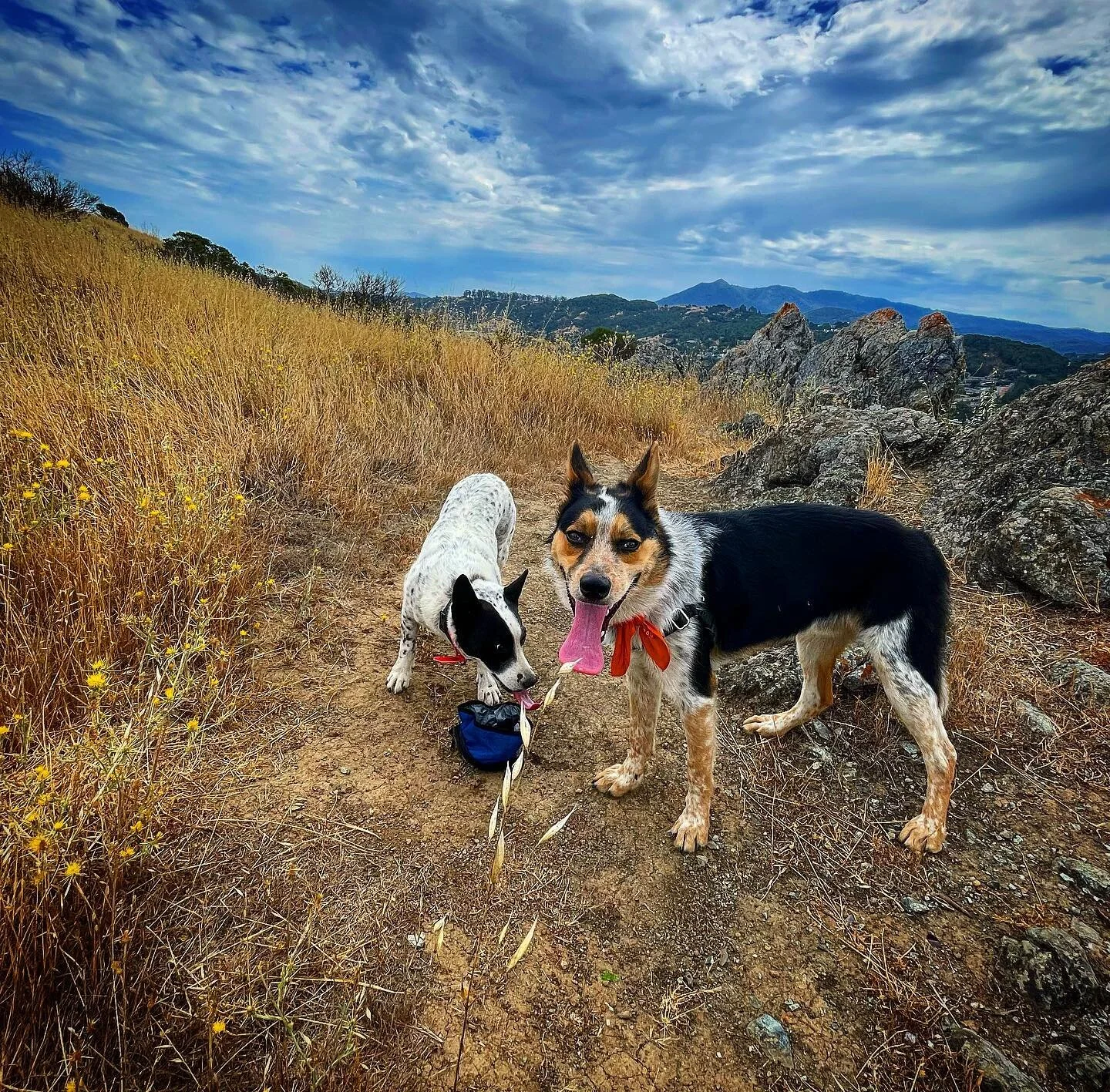 Quick run the pups turned into drama when Rory got attacked ( most def unprovoked on his part ) by another dog. Dahlia jumped in and kicked this ( much bigger ) dogs ass!! And she’s completely blind !!! Was F’ing incredible ..poor Rory wa