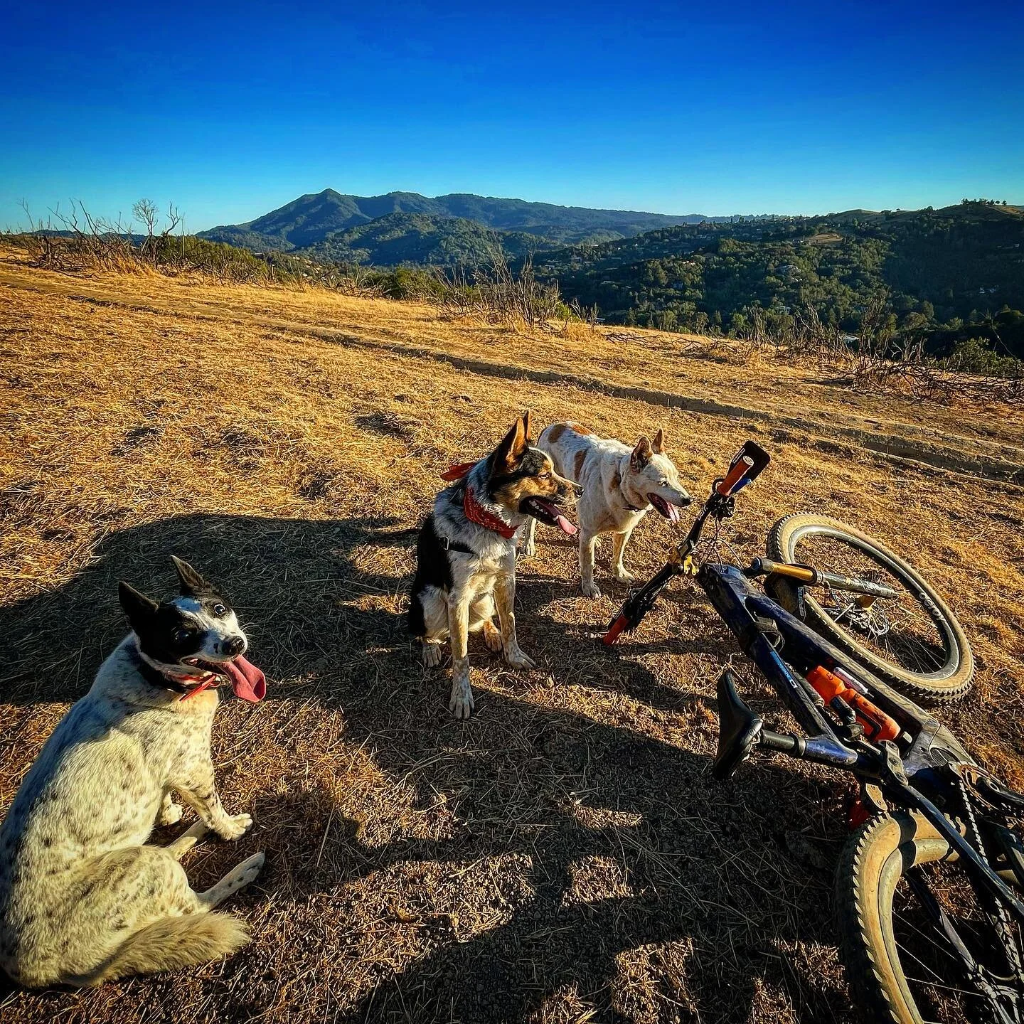 Wolfpack happy place. #traildog #traildogsofinstagram #traildogmtb #cattledog #cattledogsofinstagram #cattledogs #sunset #runthedog