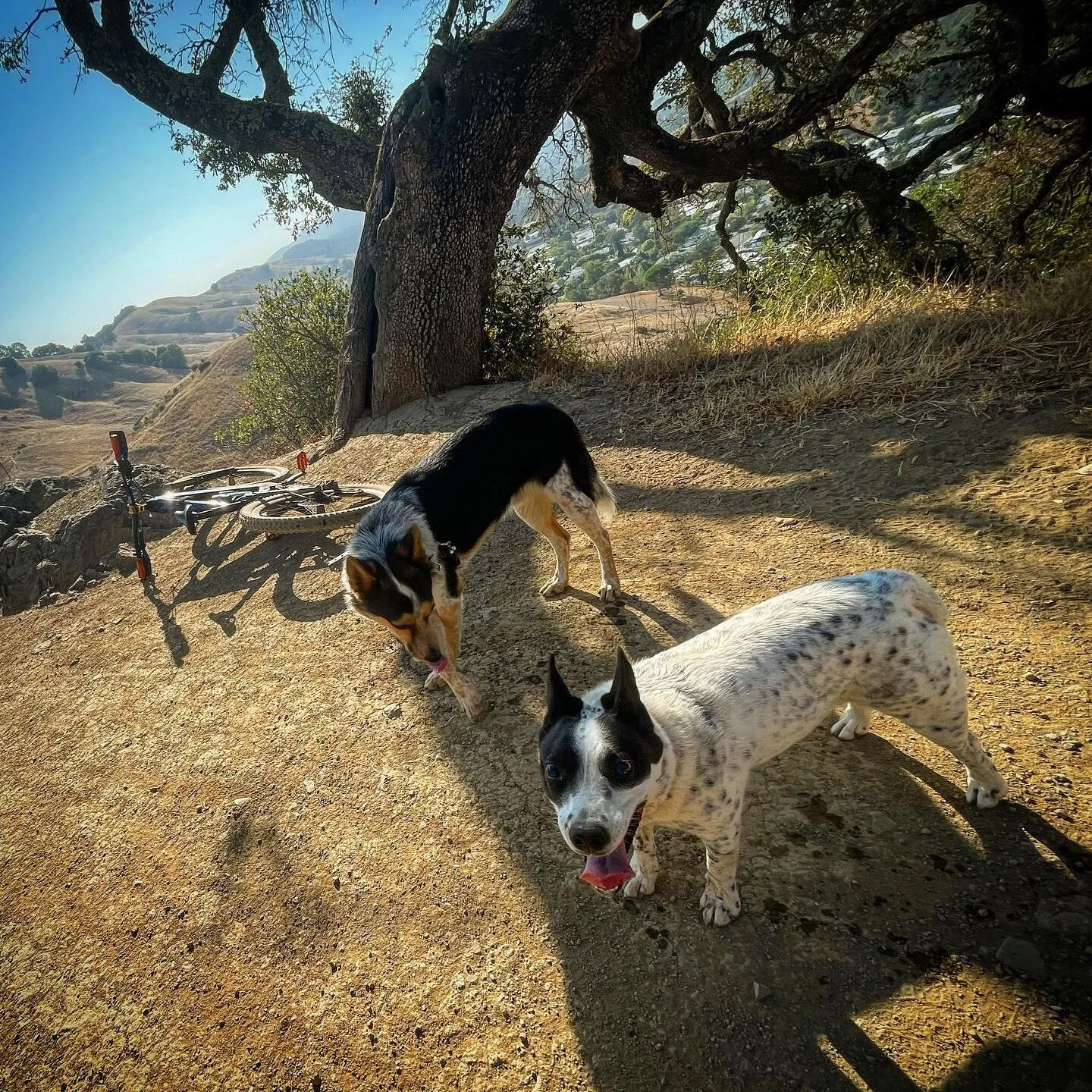 Early morning run the insanity out of Dahlia and Rory ..trying to beat the heat !! #traildog #cattledog #cattledogmix #mtbdog #emtb