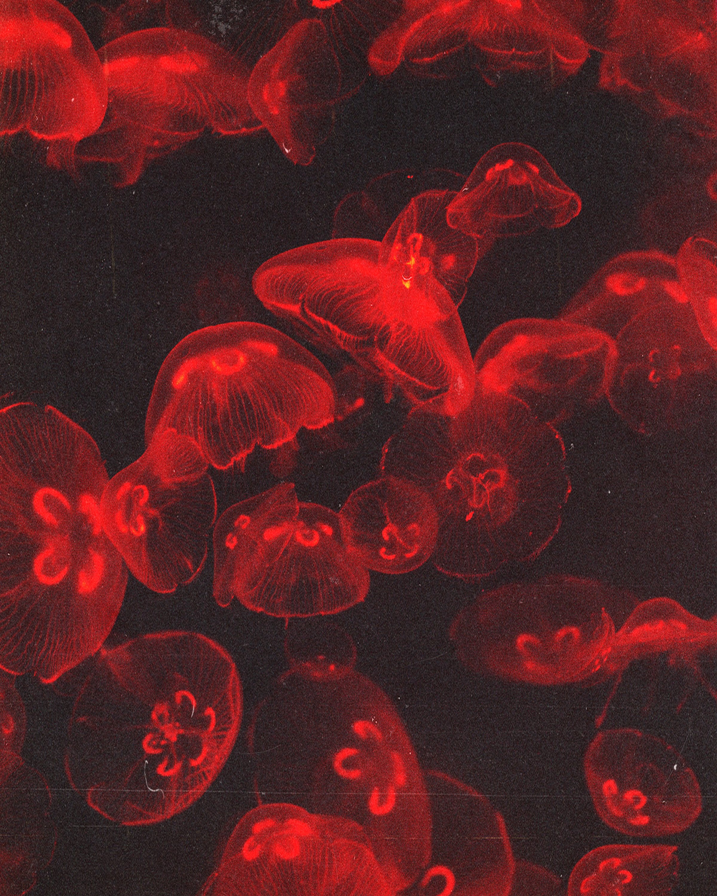 jellyfish.jpg