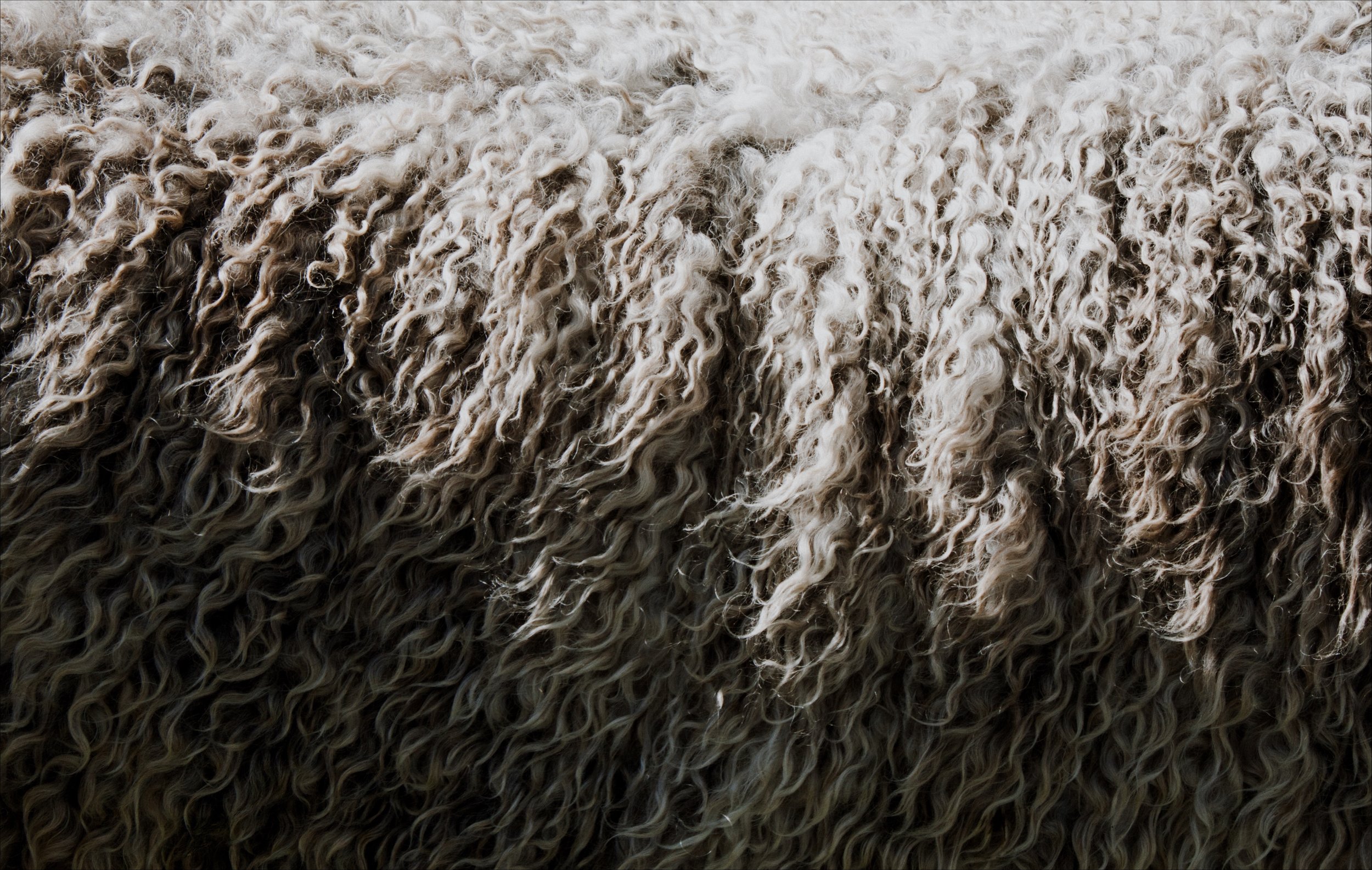 Left: New Zealand wool. Photo by Vince Veras. 