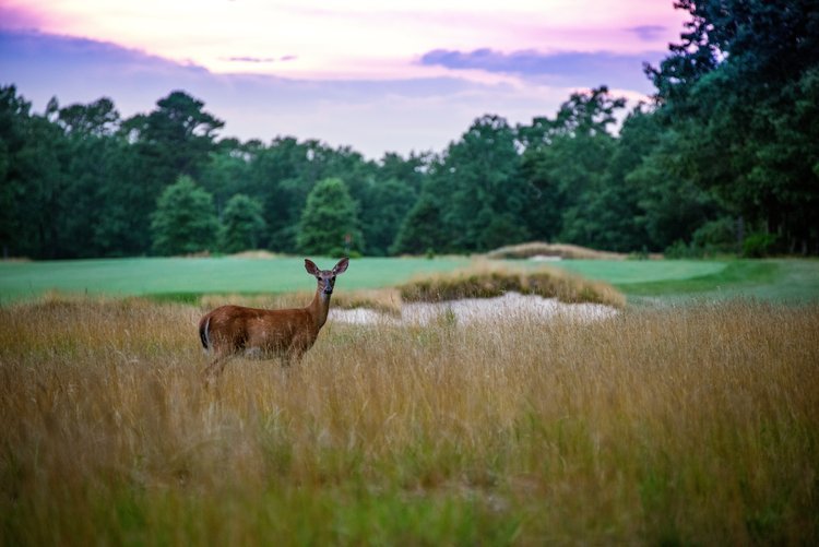  A deer on a golf course. 
