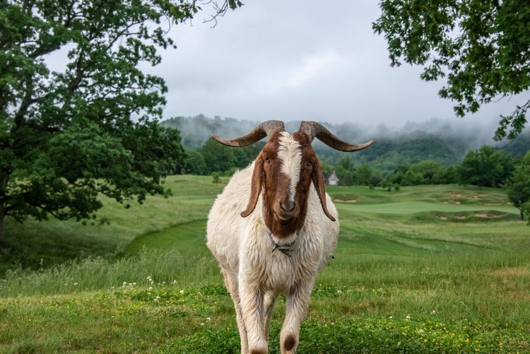    A goat on Ballyhack’s golf course   