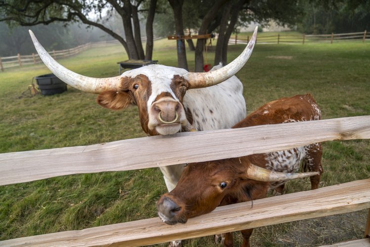    Two Texas longhorns at Briggs Ranch   