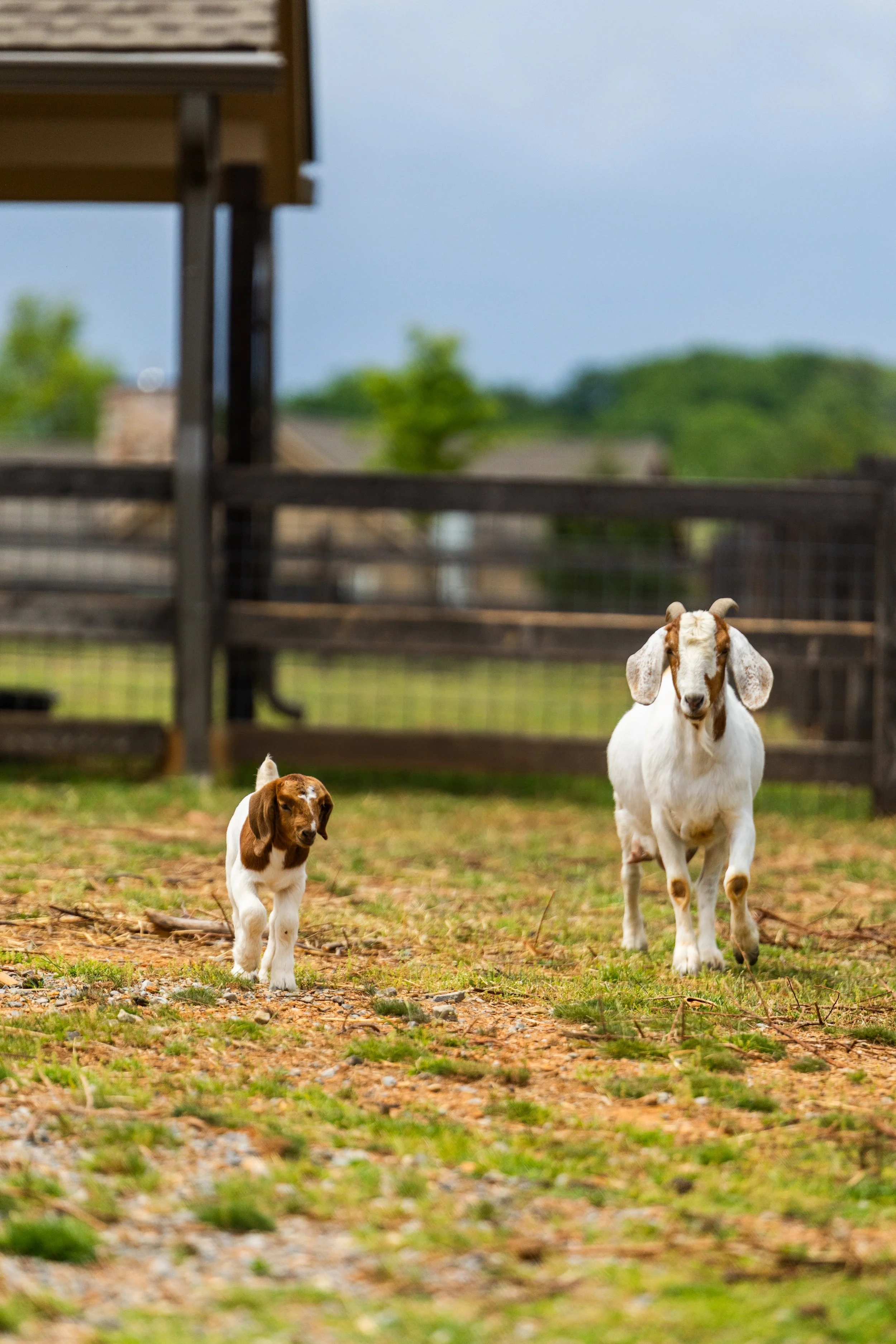 BH-goats_MRH12835.jpg