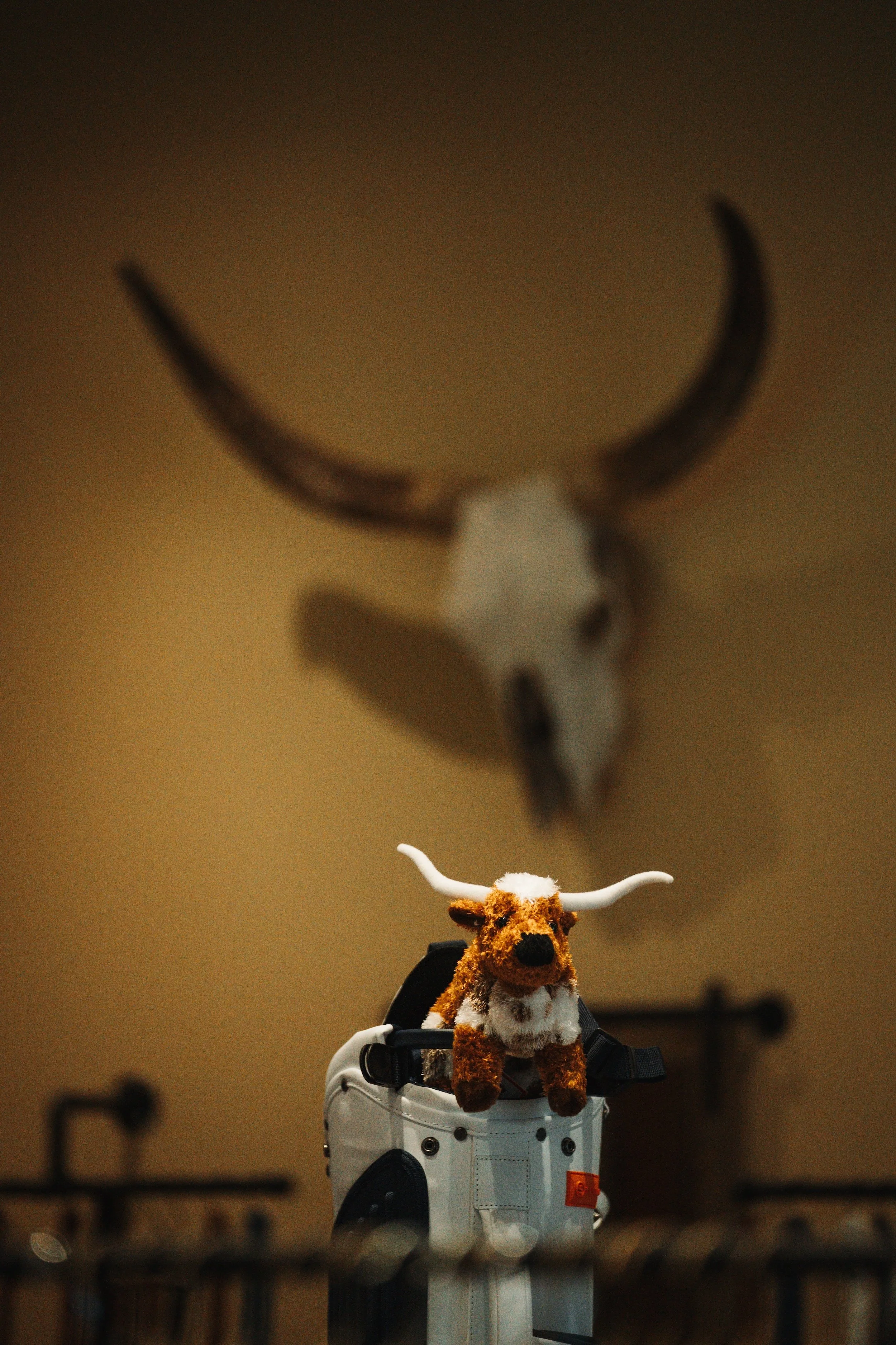 BR-longhorn_plushie_CFC_BriggsRanch-593.jpg