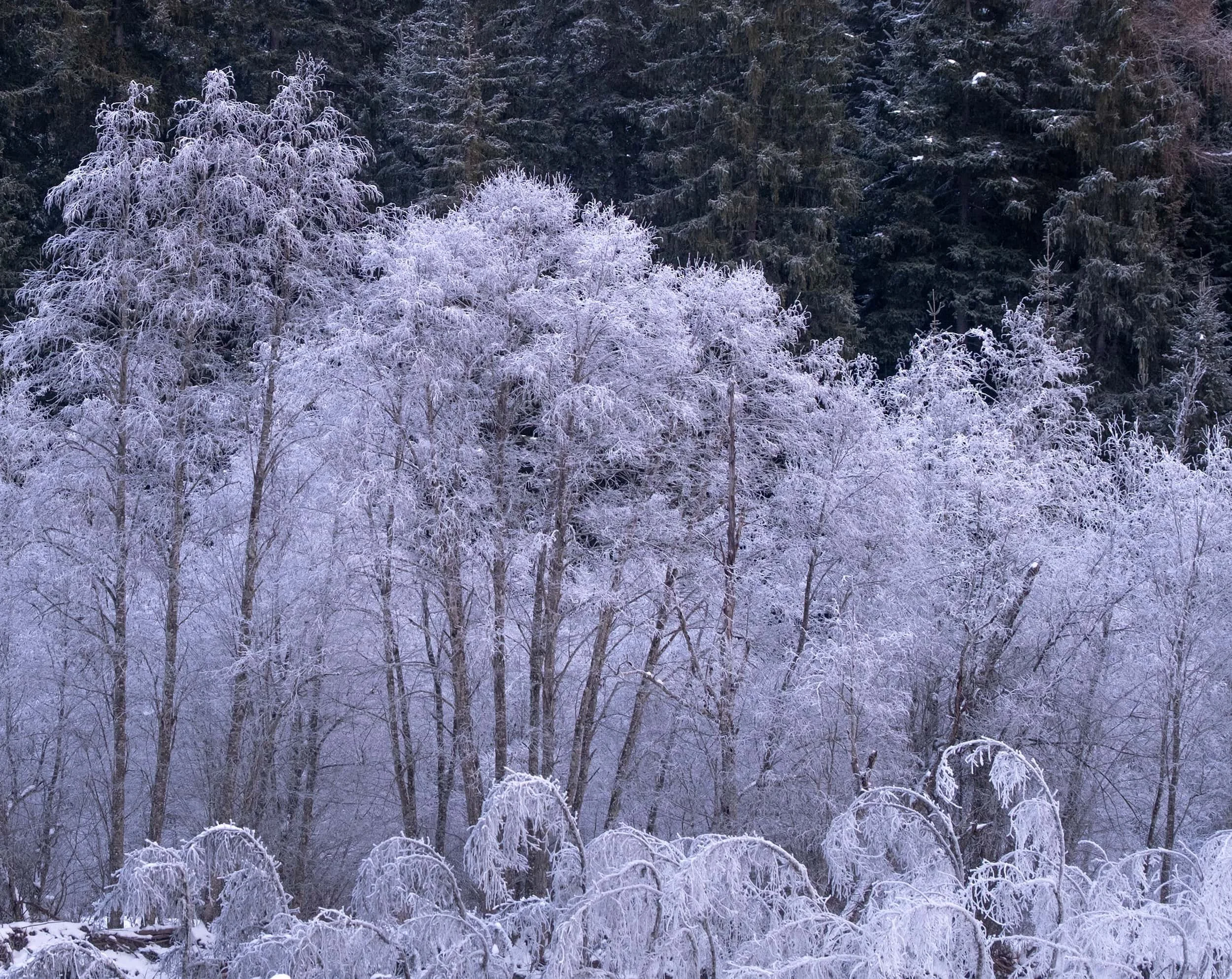 ramosch high forest.jpg