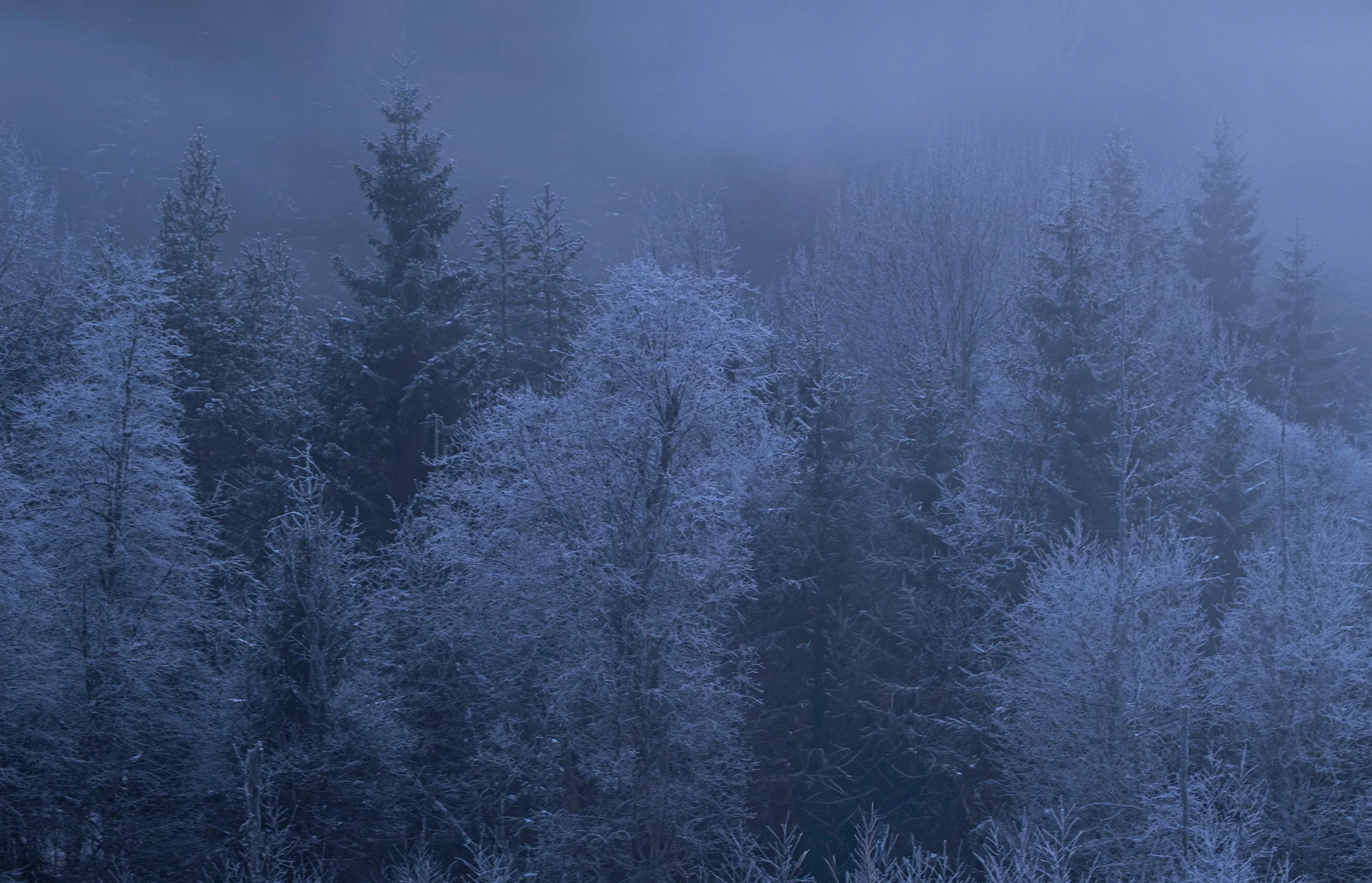 ramosch dark forest.jpg