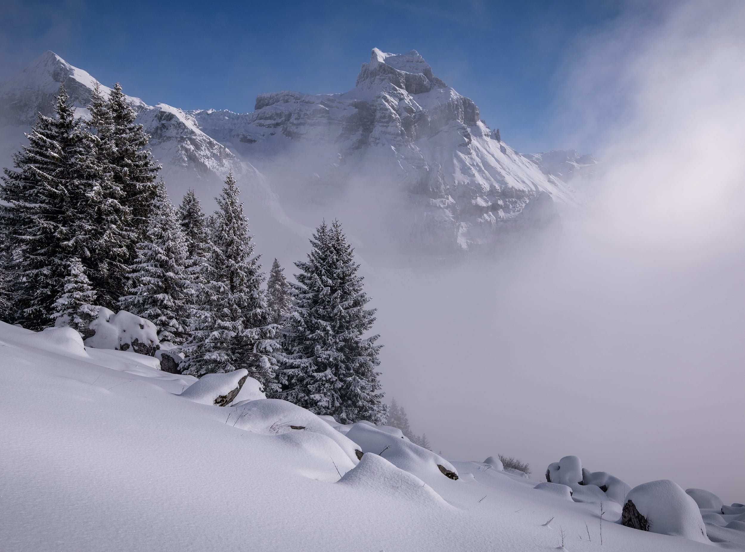 engelberg stone tree mountain.jpg