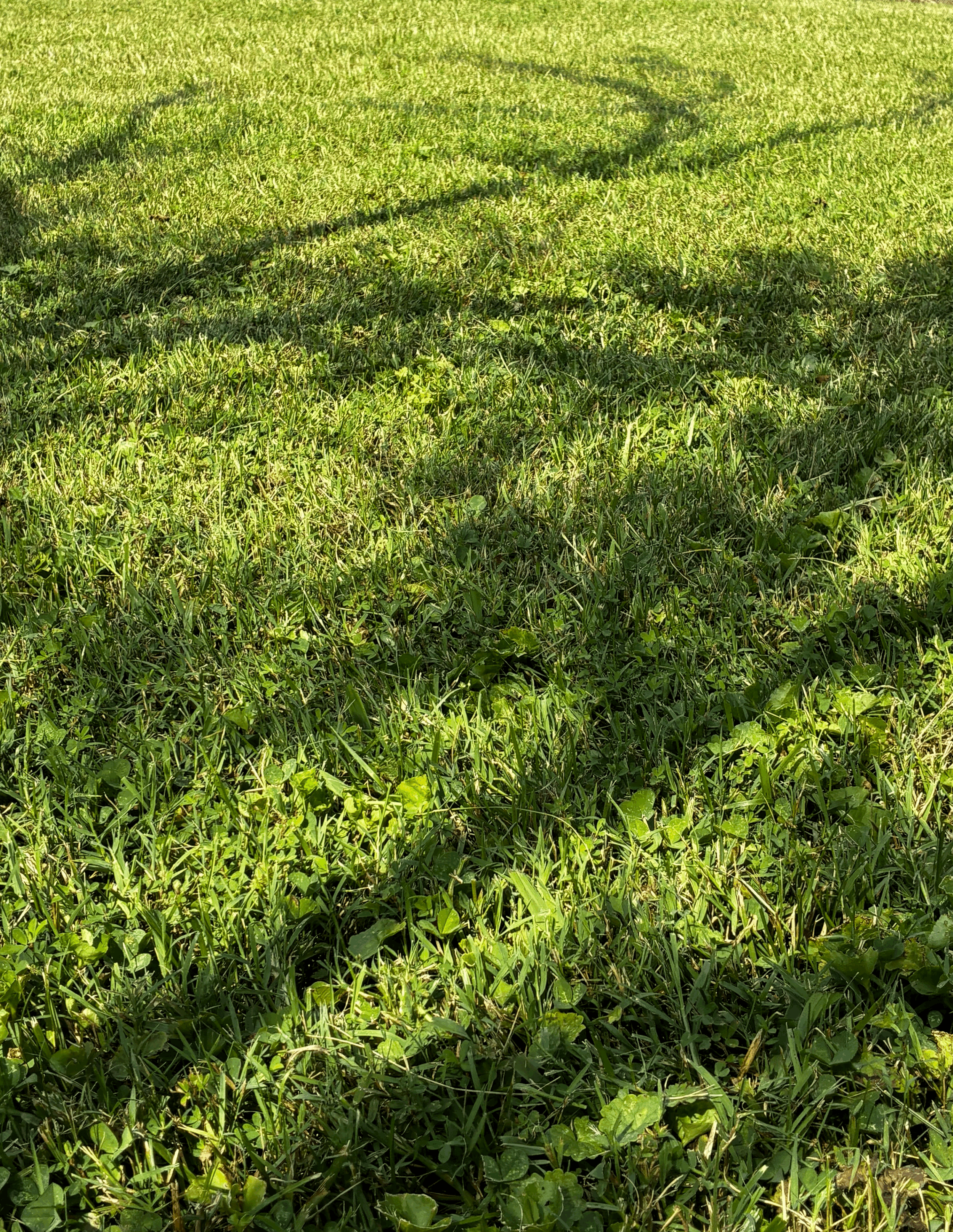 Grown Grass