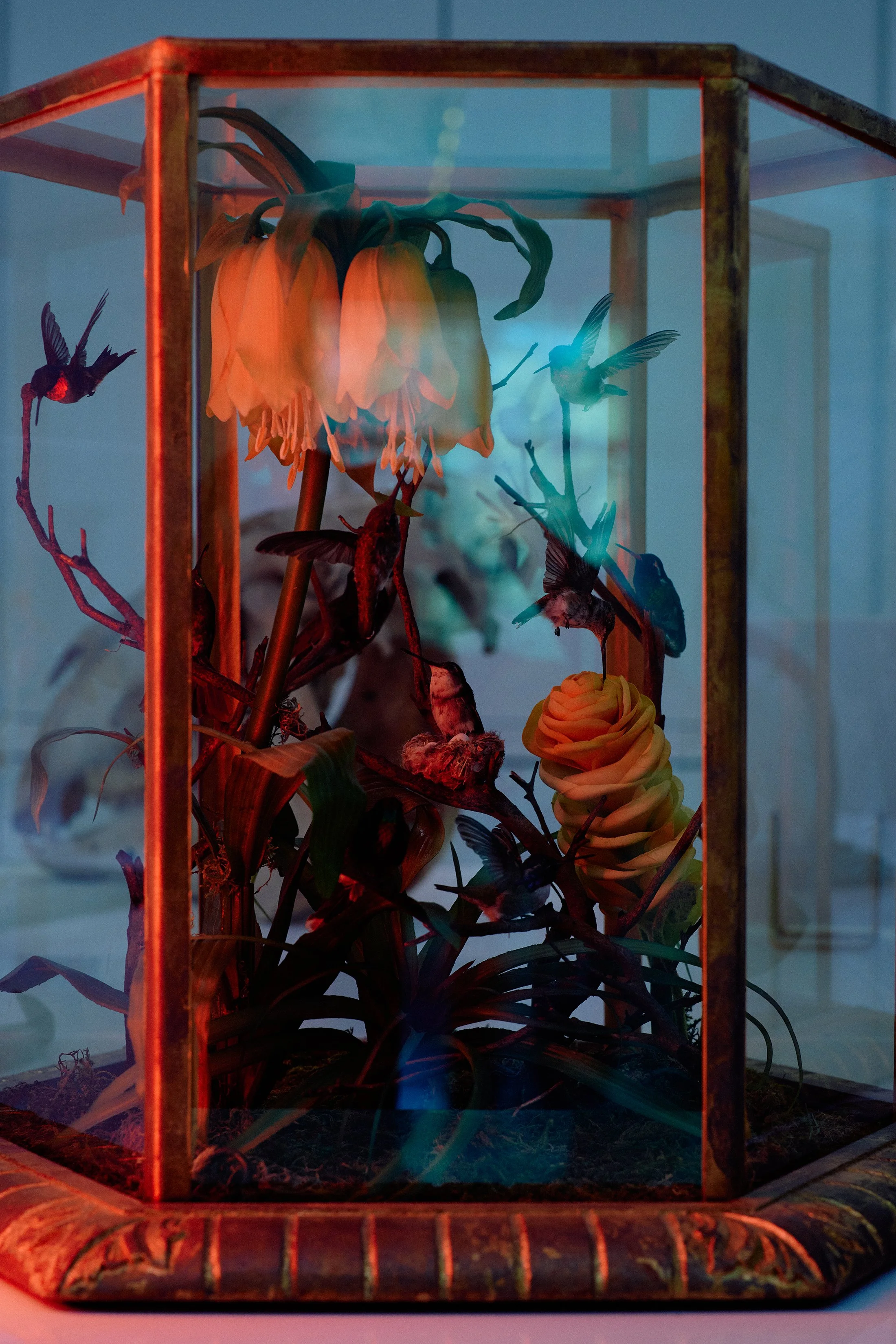 DFOUTS_JOHN-McCormick_PARROTS_0067 (2).jpg