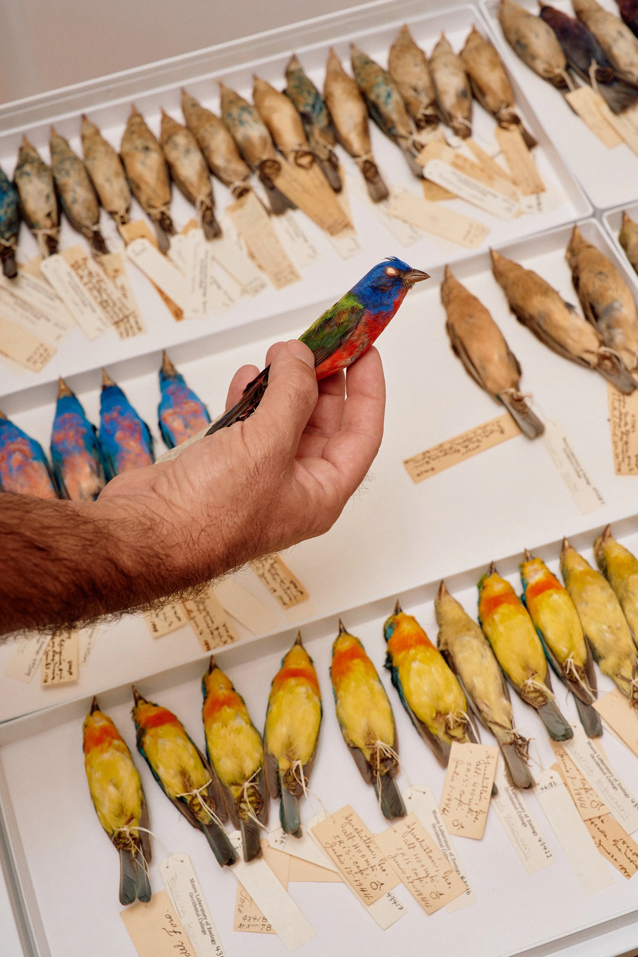 DFOUTS_JOHN-McCormick_PARROTS_0066 (1).jpg