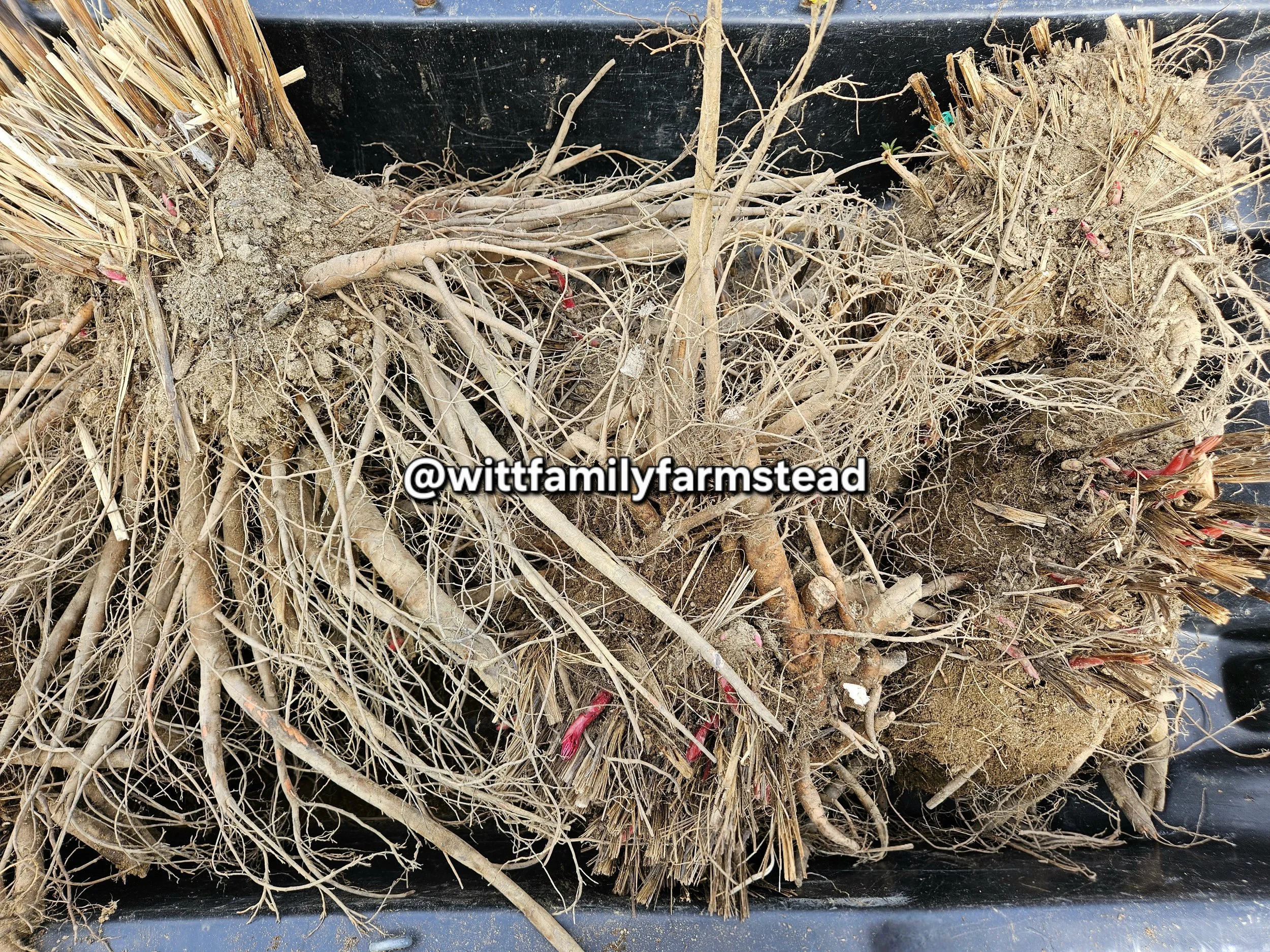 20240516_141353(1).jpg (Copy)