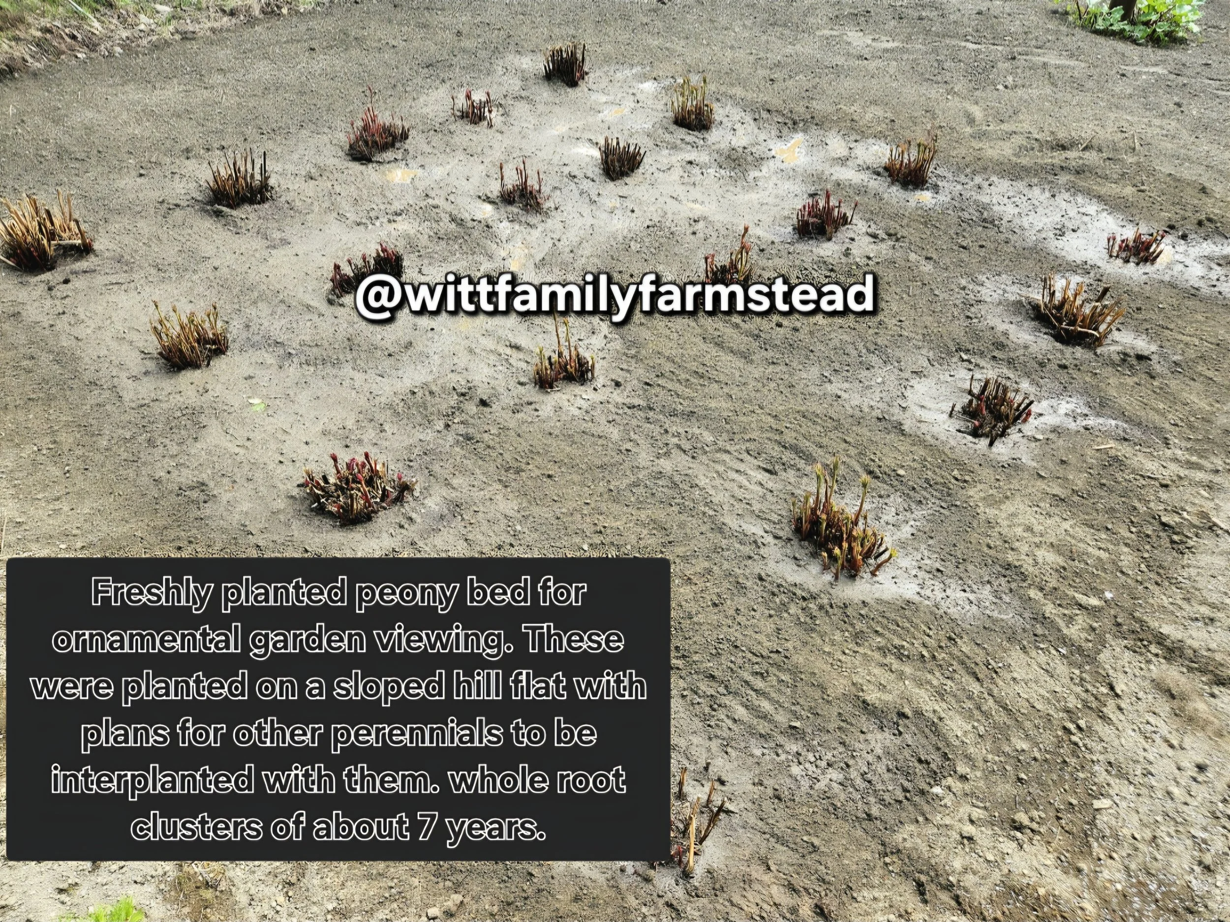 Screenshot_20260204_134846_Photos(1).jpg (Copy)