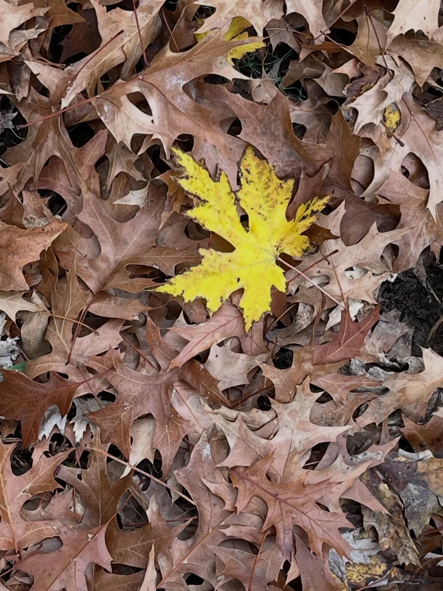 &ldquo;Autumn is a second spring when every leaf is a flower&rdquo;
DTLS is spending a few days away from our desks, taking a moment to appreciate the beauty of our connections, collaborations and context.  We are grateful for so much.

[#thankful #g