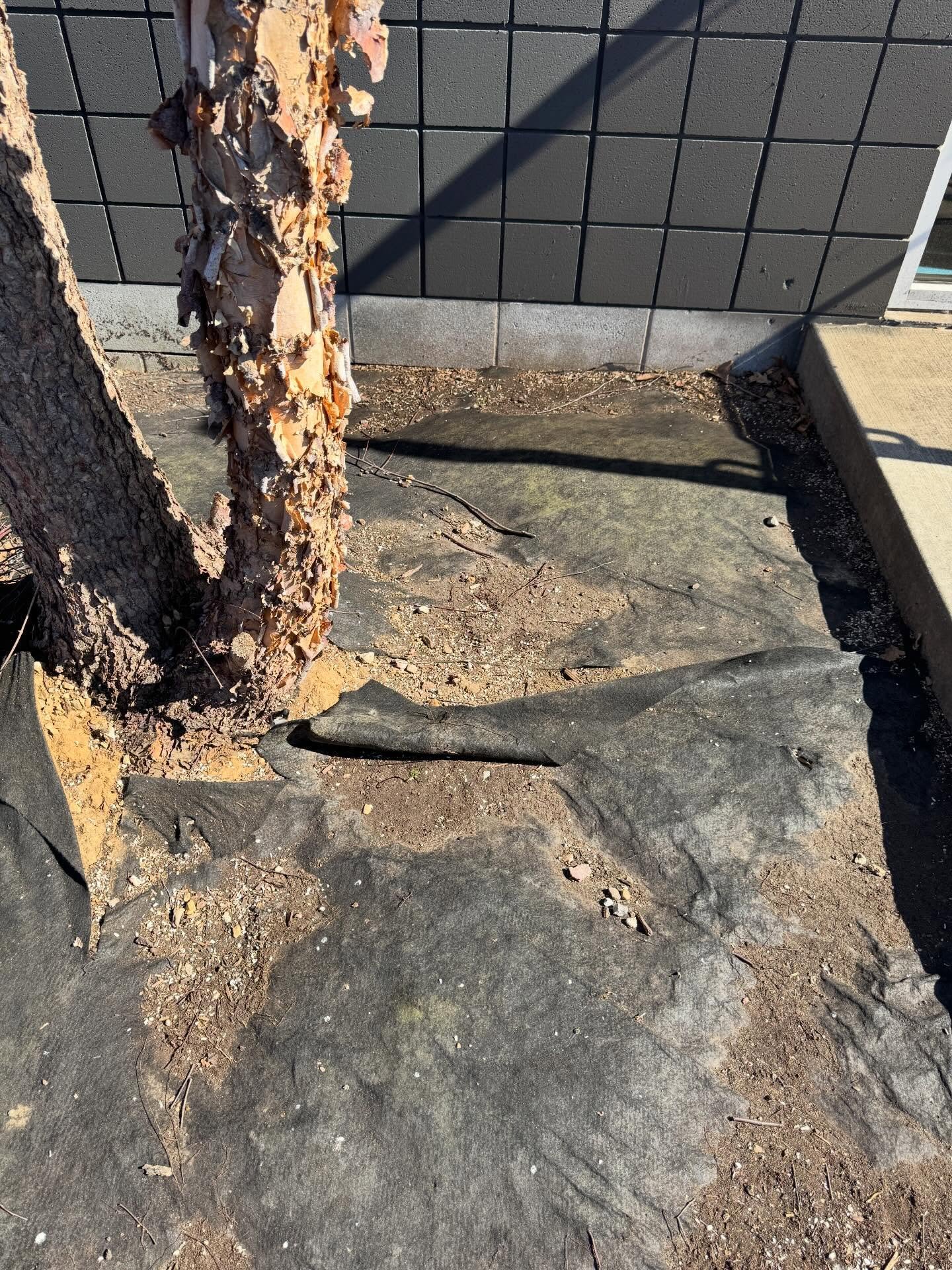 A lovely-weather Friday PSA from your friends at @dtls_landscape_architecture &hellip;. 
Landscape fabric is not a friend to soil health, root growth and plant spread! Make soil microbes your pal and #RemoveTheFabric! #FreeTheRoots