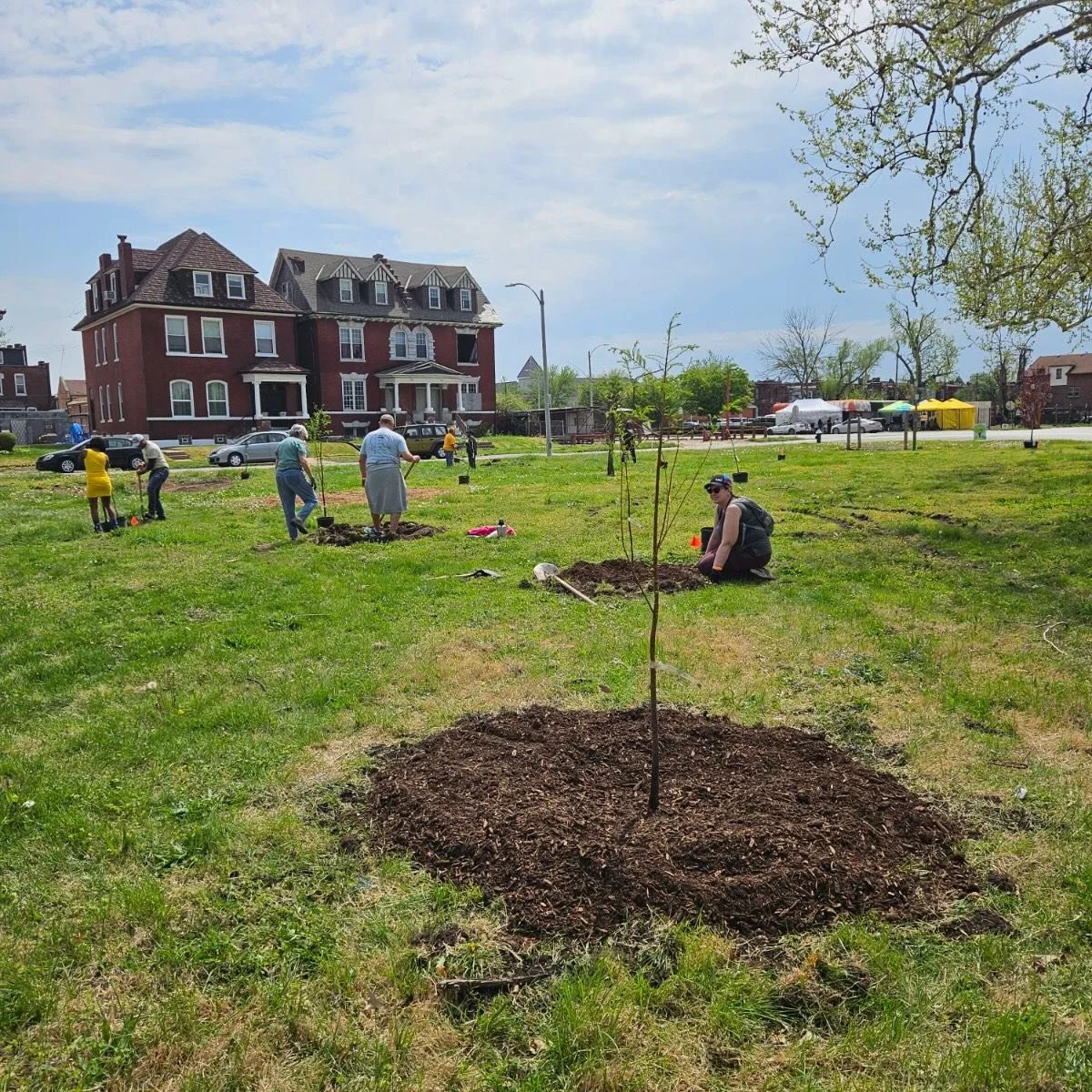 From (re)planting to conference presentation in 4 days! 
When OFallon Park had significant tree damage due to the F3 tornado last year, the tree-people of St Louis got to work&hellip; @forestreleaf  and #StLouisForestry worked to coordinate a huge pl