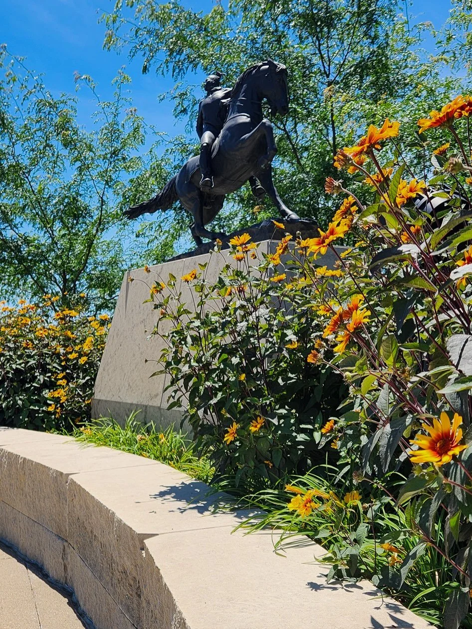 Art in the landscape becomes even more beautiful when surrounded by natural beauty.  At the @doorwayshousing installation of @gatewayfoundationstl Rumors of War, The Edition (2019) the Prairie Sunset False Sunflower is popping! 
[#heliopsishelianthoi