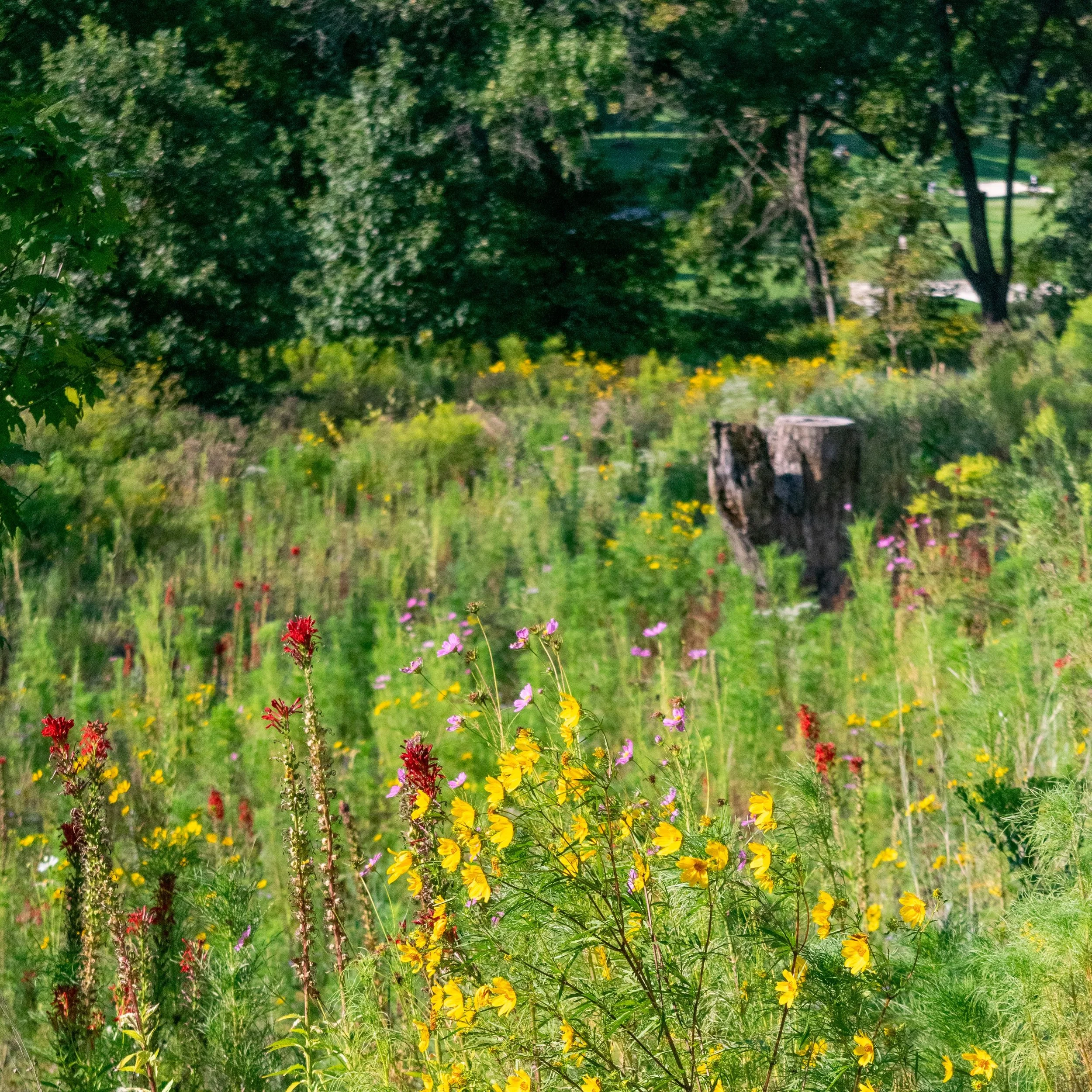 While non-native flowers will wilt and suffer in the heatwaves of late-summer, Missouri natives stay cool, calm, and collected! (and BEAUTIFUL!)
Thanks to super-deep roots and un-be-leaf-able drought resistance, these local legends beat the summer si