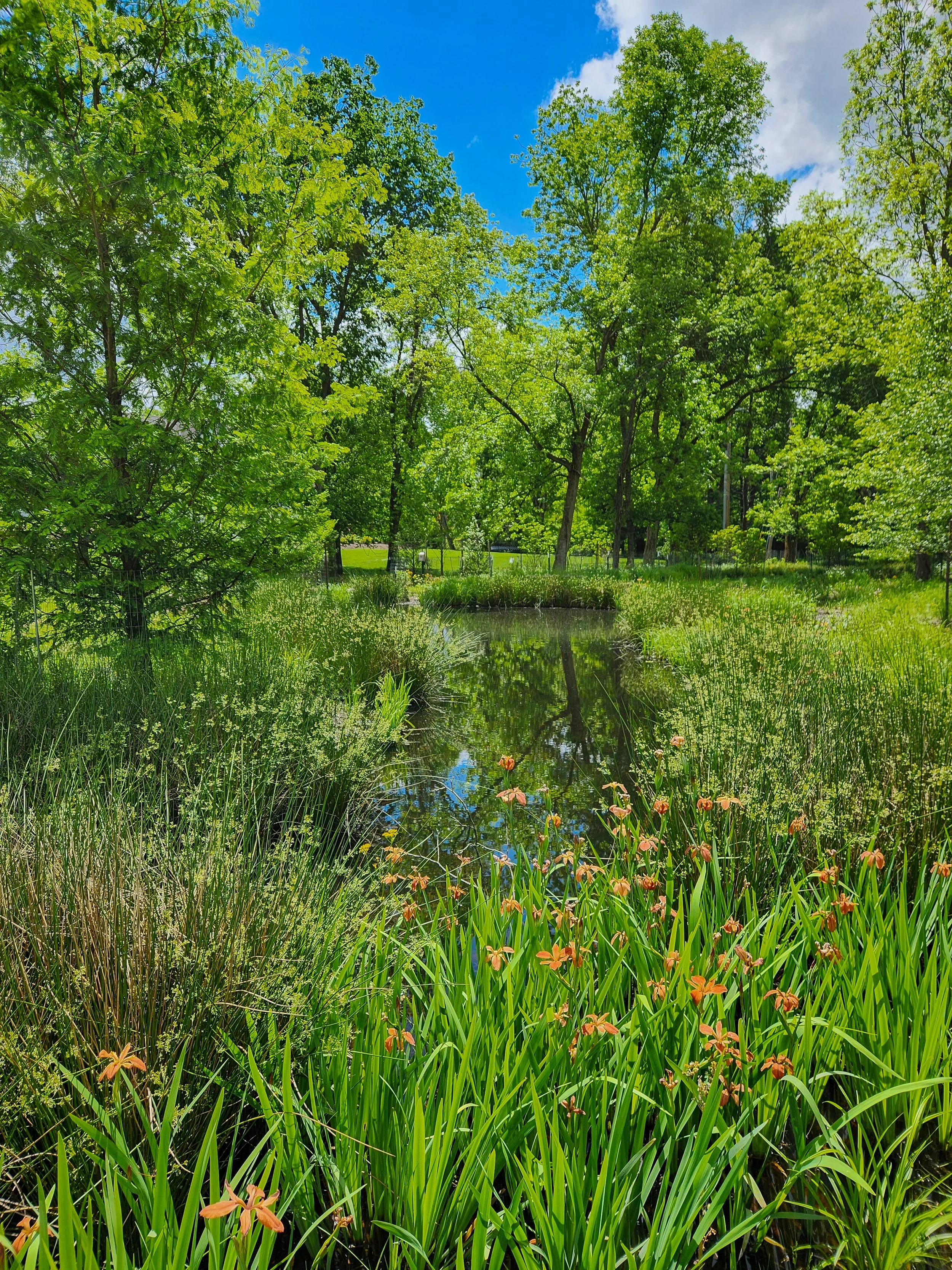 Rain Gardens and Green Infrastructure