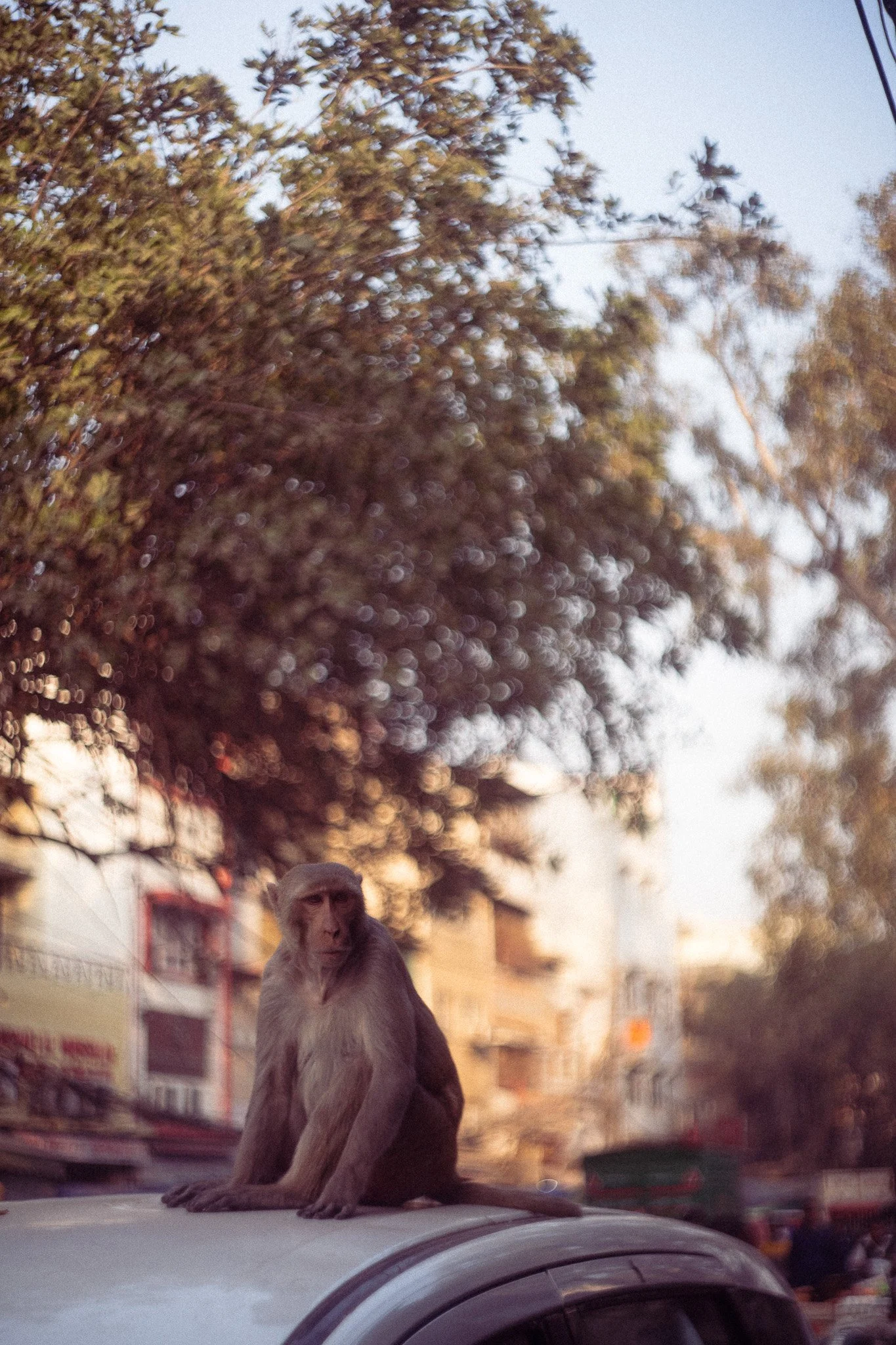 Affe auf der Straße in Alt-Delhi.