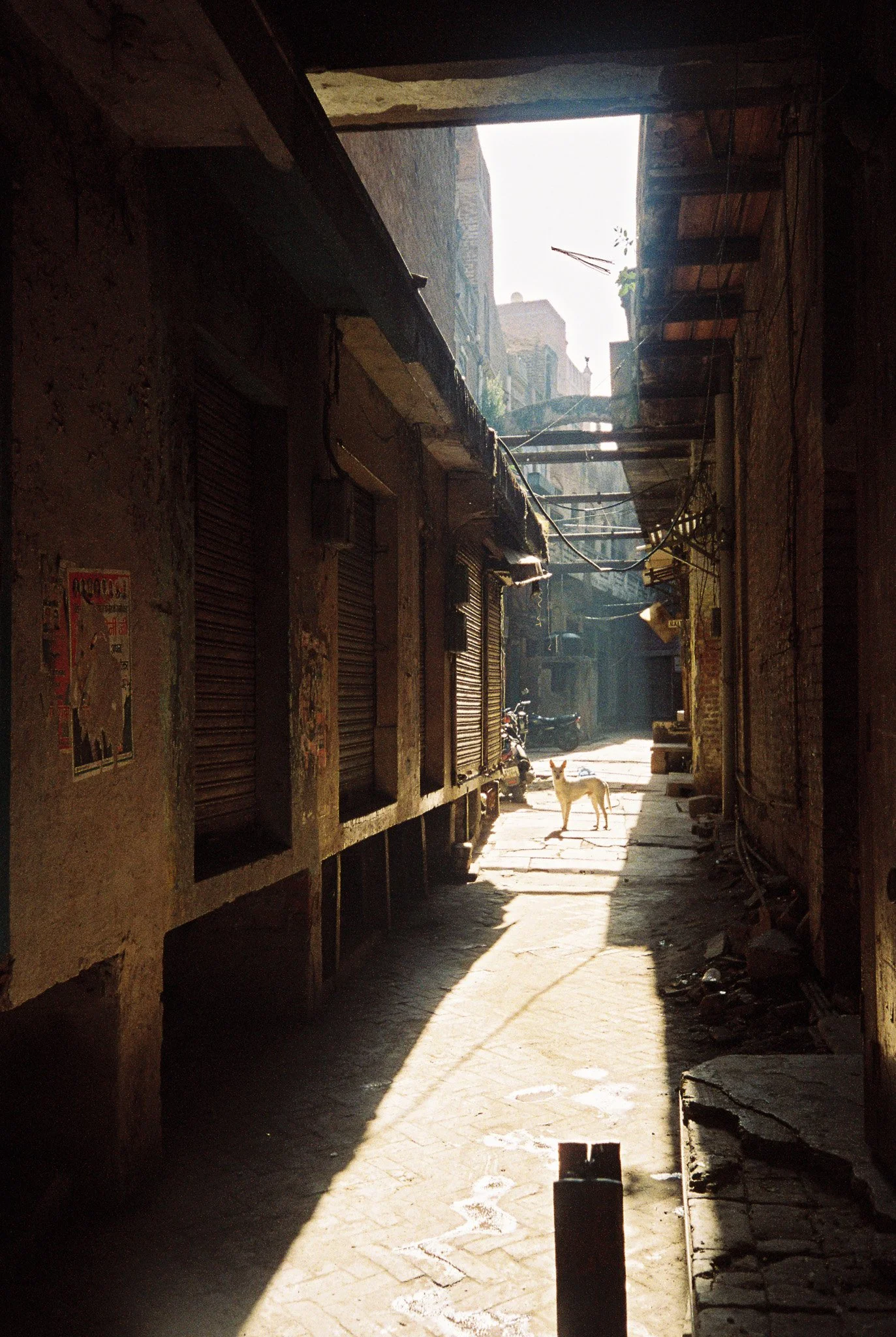 Straßenhund in Amristar. Laut verschiedenen Quellen gibt es 15-40 Millionen Straßenhunde in Indien.  