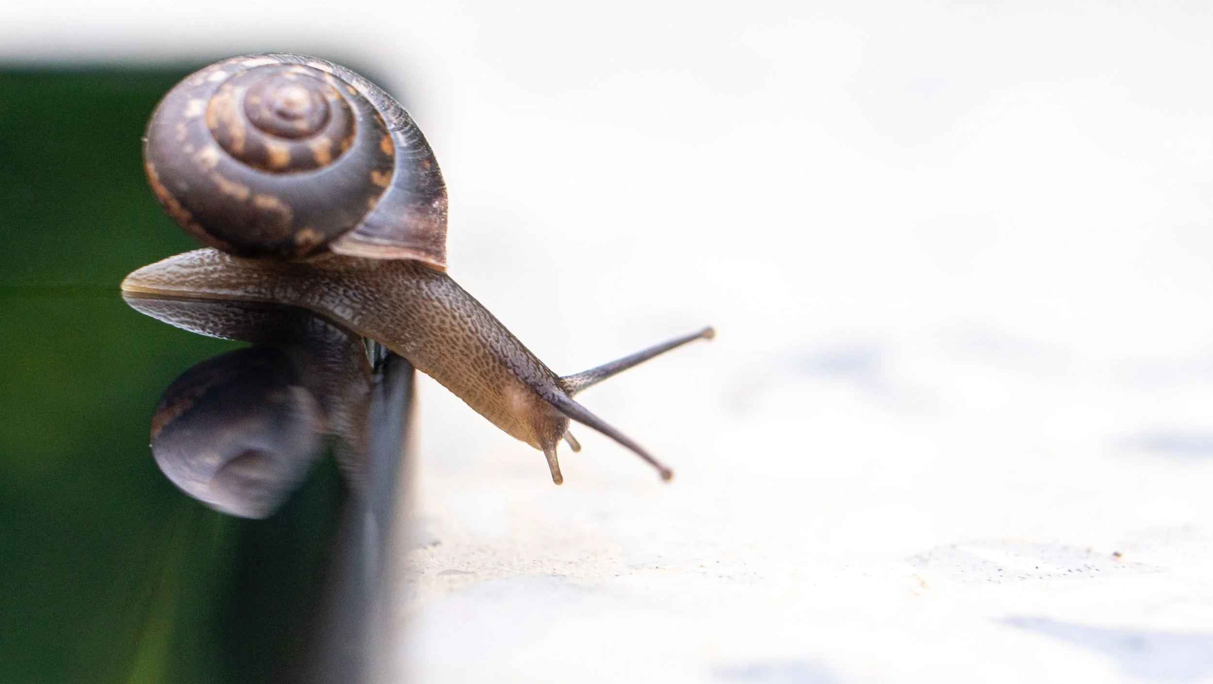 snail