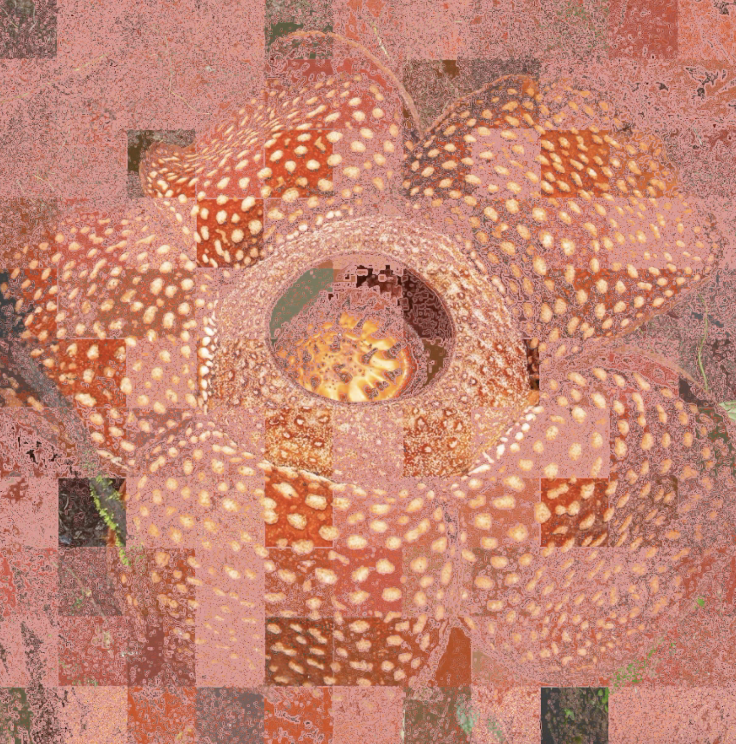A-Flora