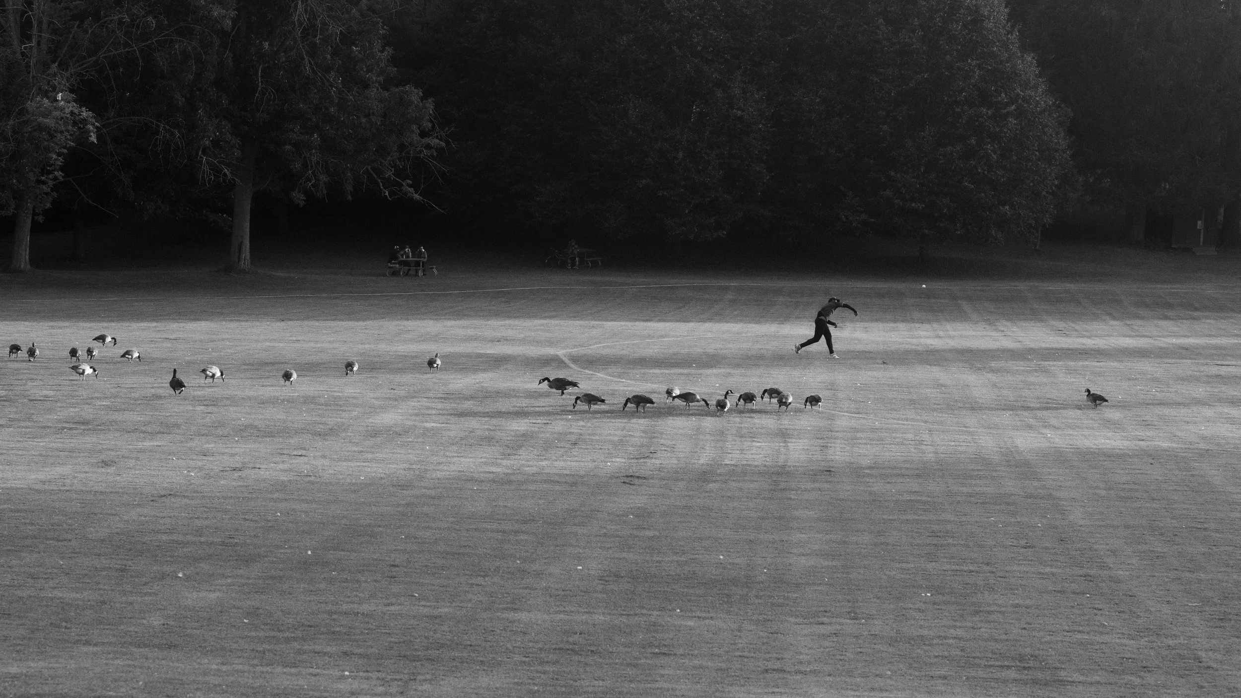 The Cricket Player 10Mb.jpg