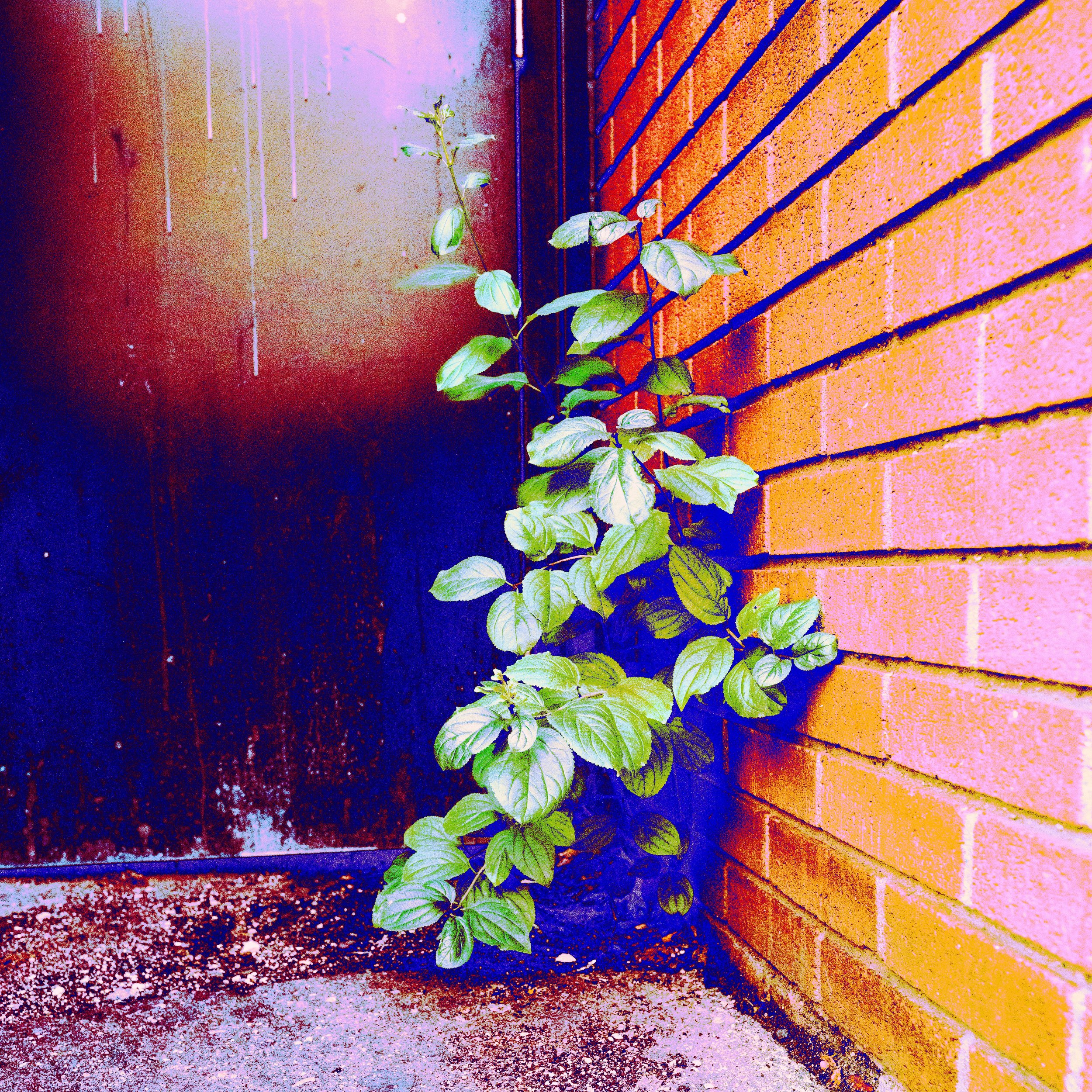 DSC_4006-2.jpeg