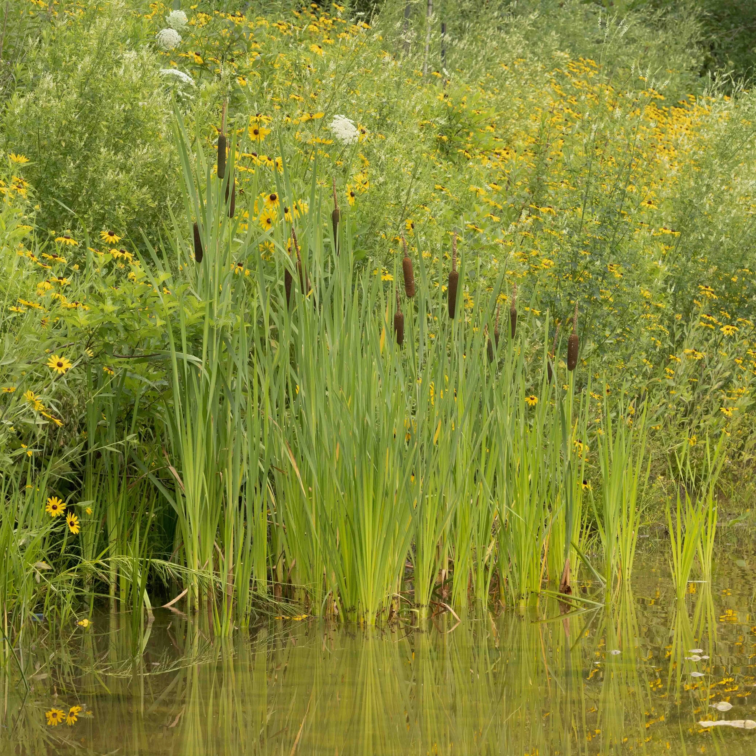 Liminal Habitat: Studies of Stormwater Management as Novel Urban Ecosystems
