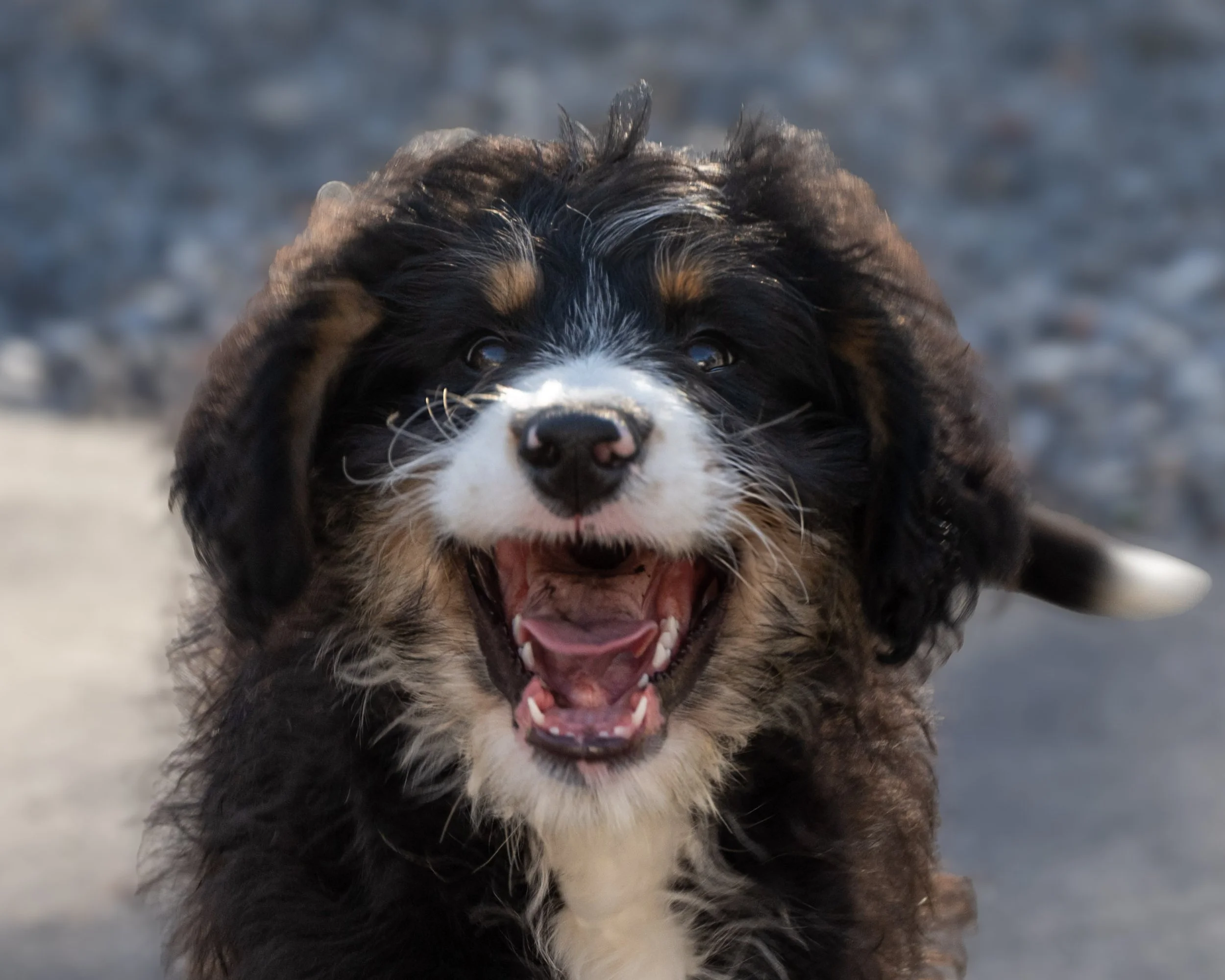 Portrait of playful puppies captured mid-smile.