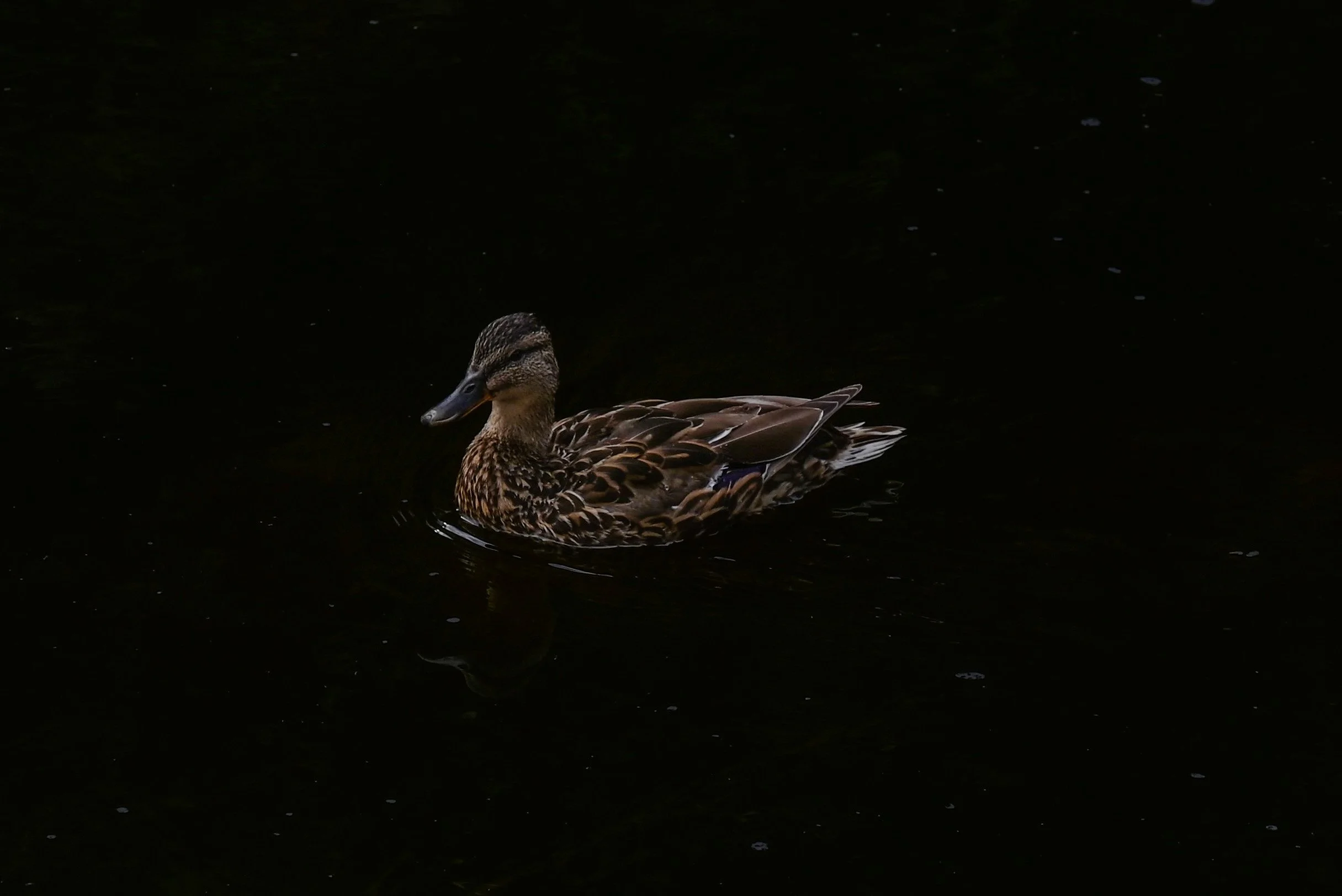 Photograph of a duck gliding across dark, reflective water.