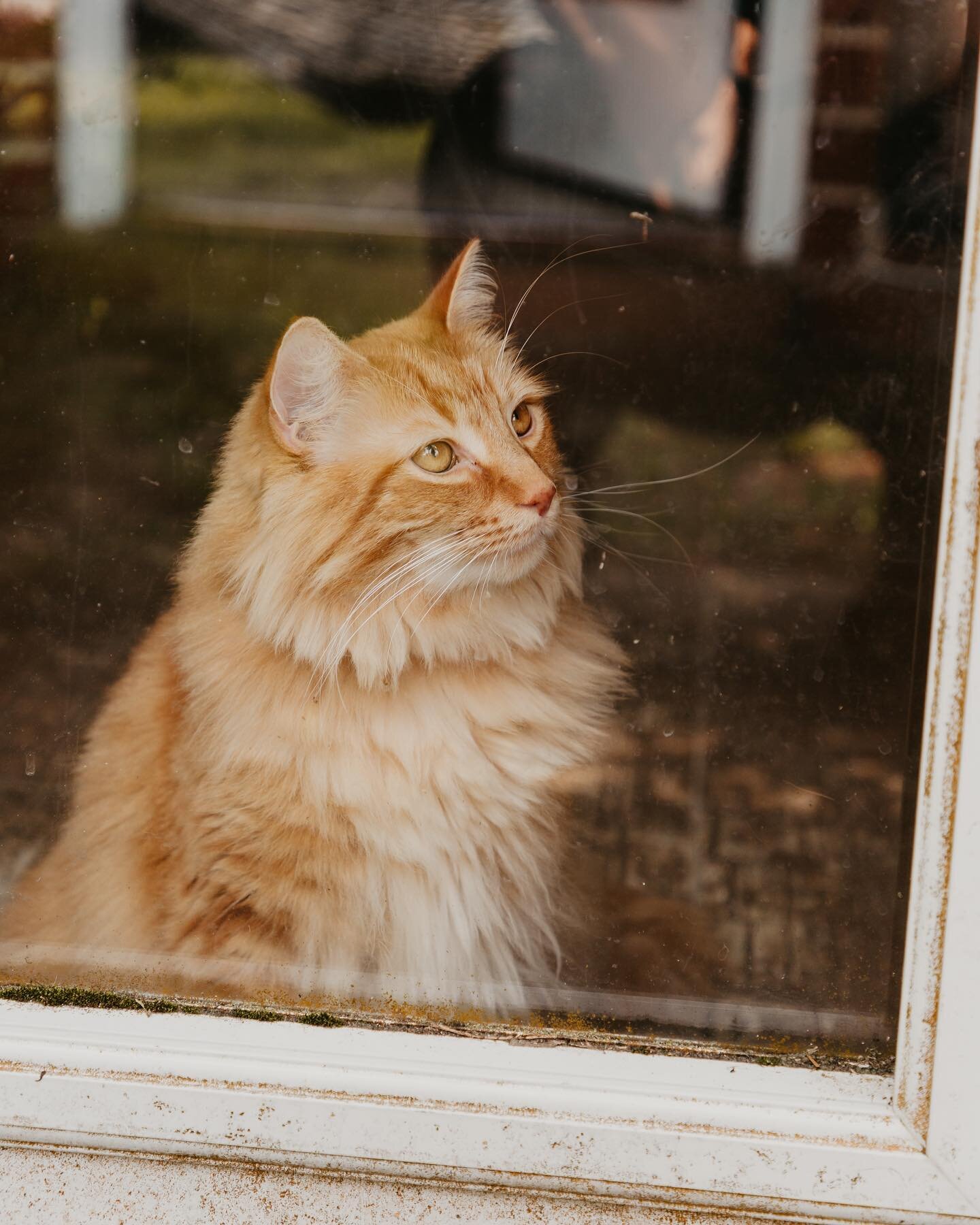 Interrupting your scrolling with an adorable fur baby! I&rsquo;m starting to think we need more pets at Photoshoots 🥺